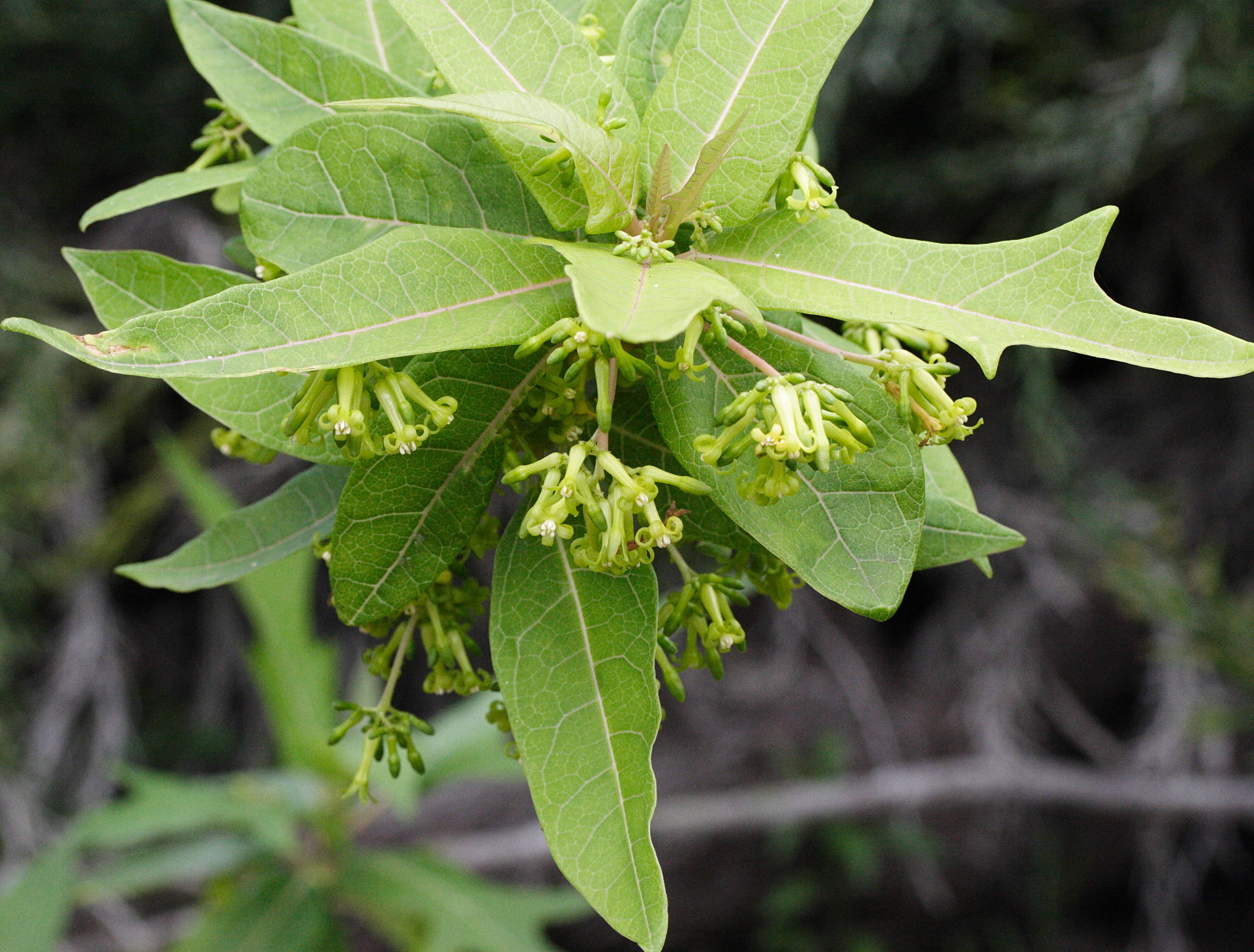 Afficher le média vasconcellea_quercifolia3md vasconcellea_quercifolia3md