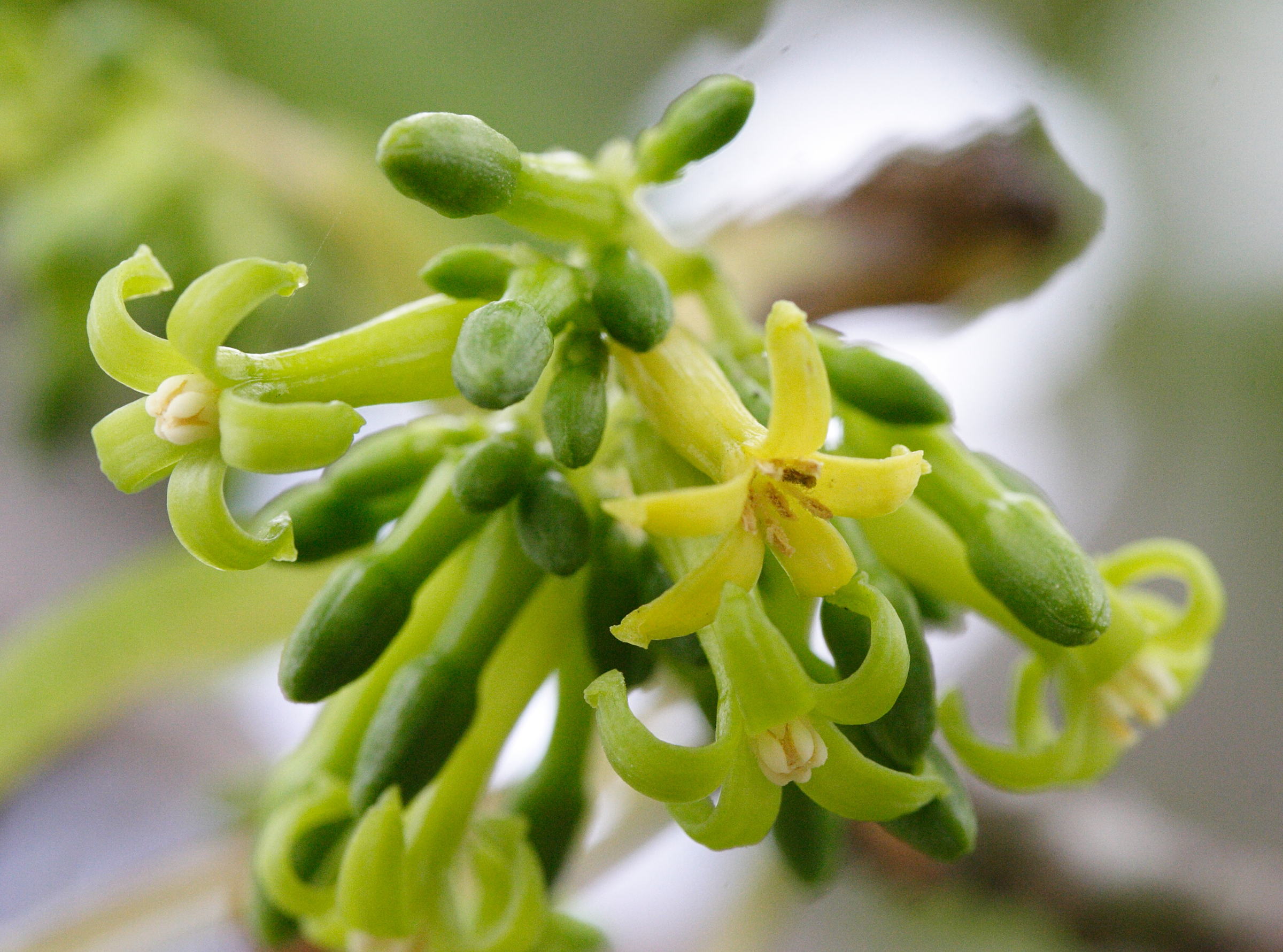 Afficher le média vasconcellea_quercifolia4md vasconcellea_quercifolia4md