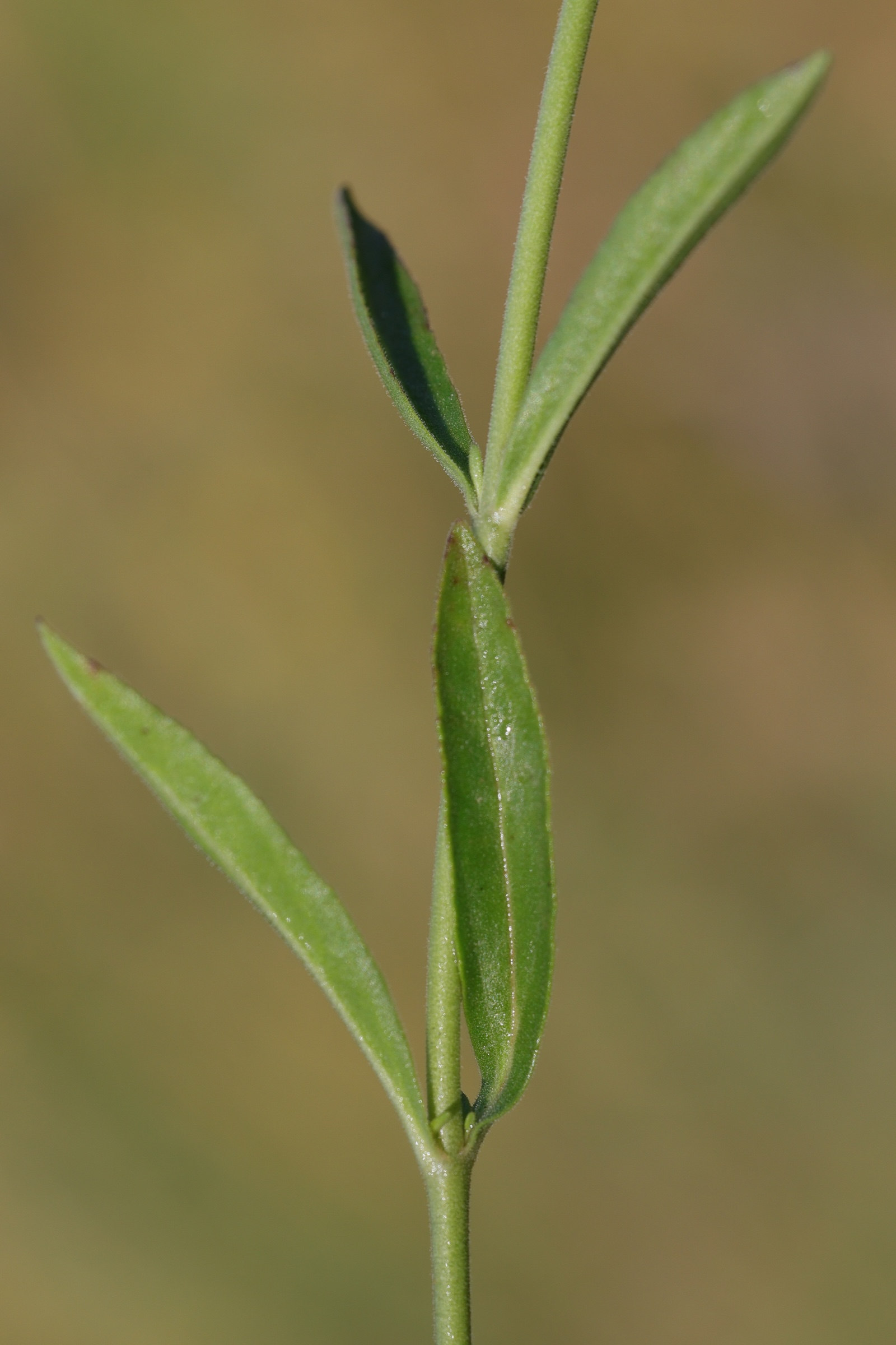 veronica_spicata9md