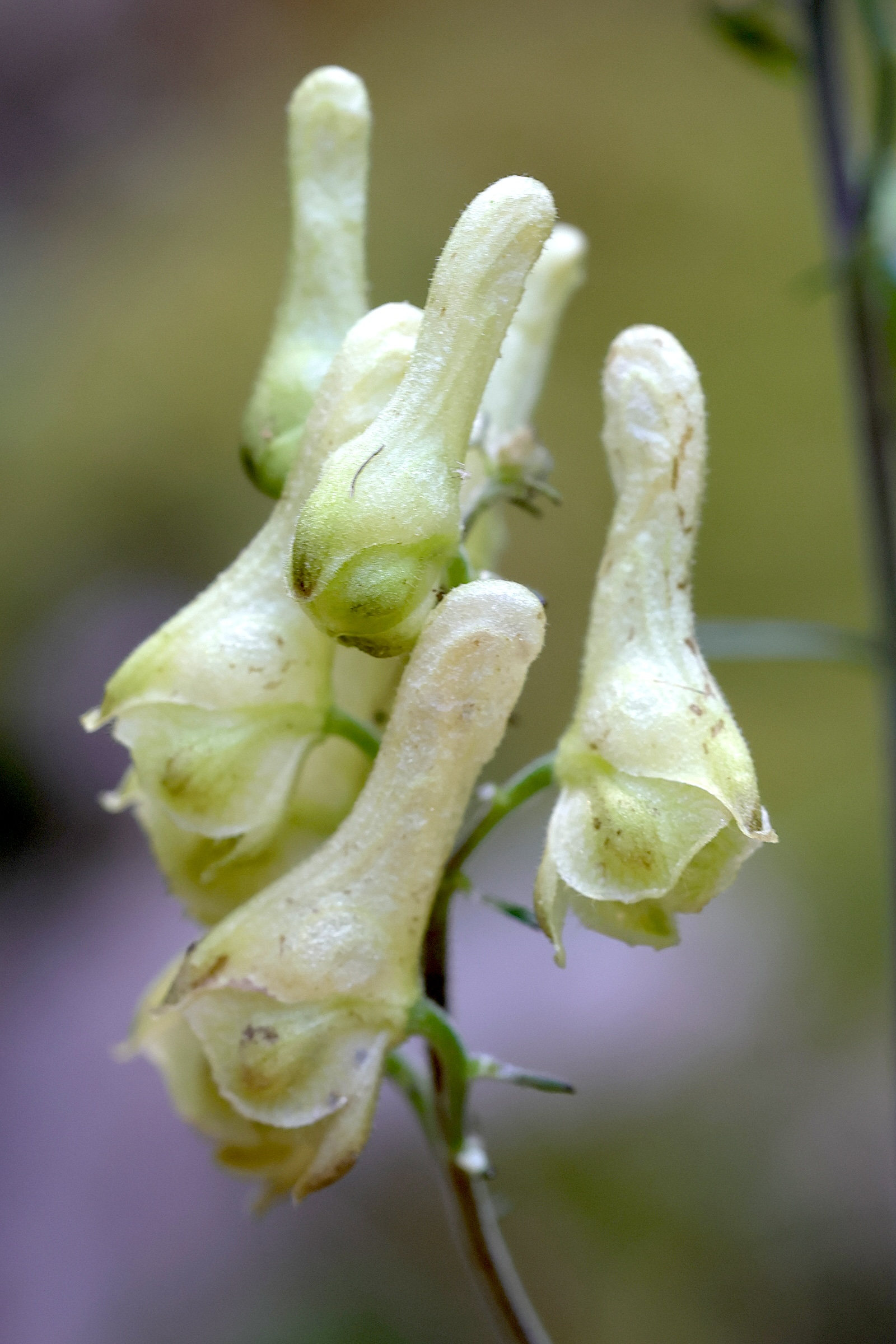 Afficher le média aconitum_lycoctonum_vulparia5md aconitum_lycoctonum_vulparia5md