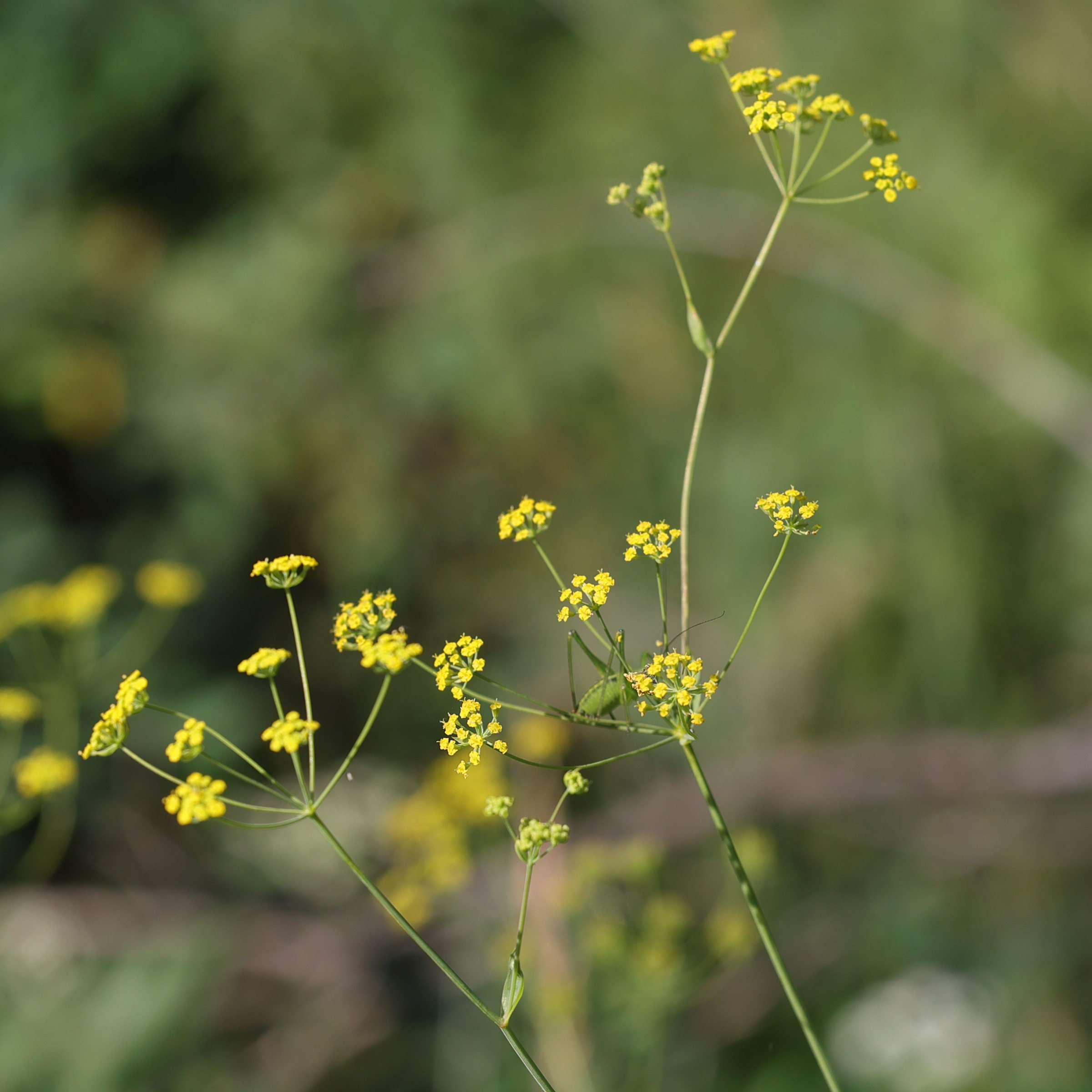 bupleurum_falcatum2md