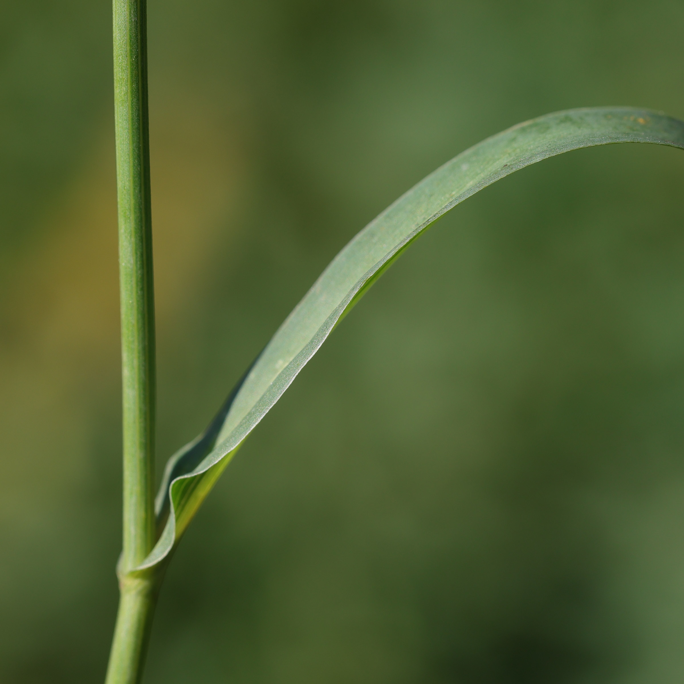 bupleurum_falcatum5md