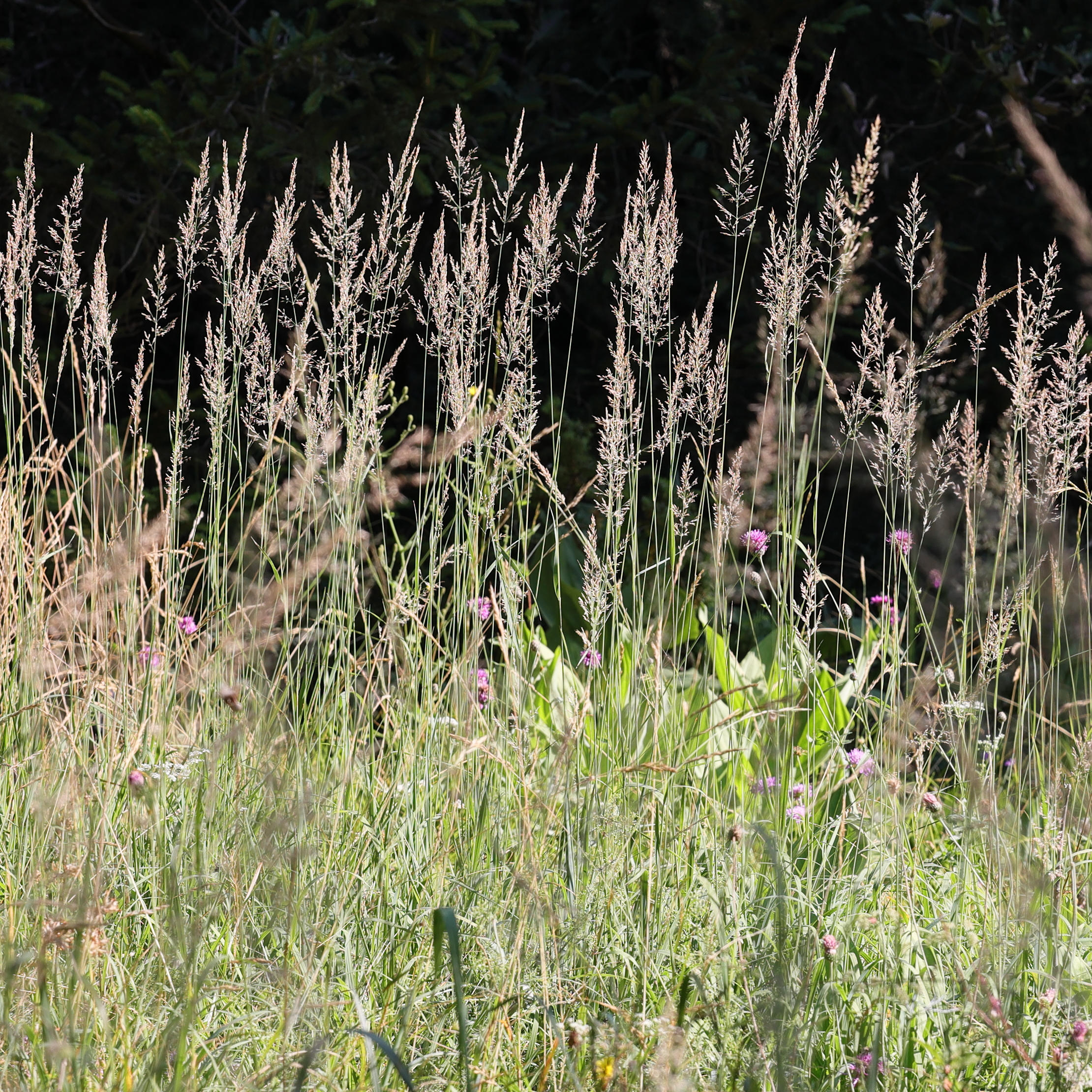 Afficher le média calamagrostis_varia1md calamagrostis_varia1md