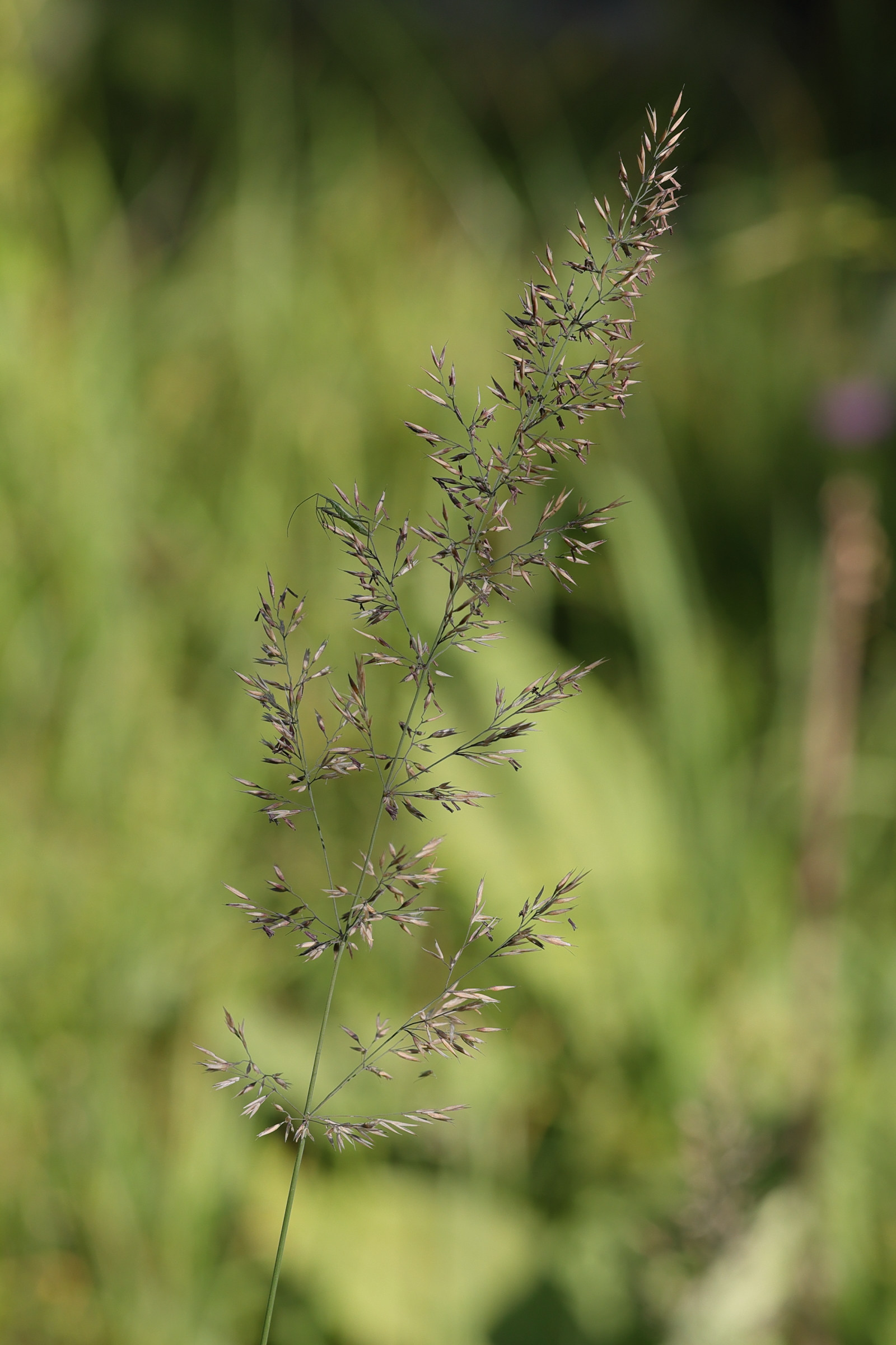 Afficher le média calamagrostis_varia2md calamagrostis_varia2md