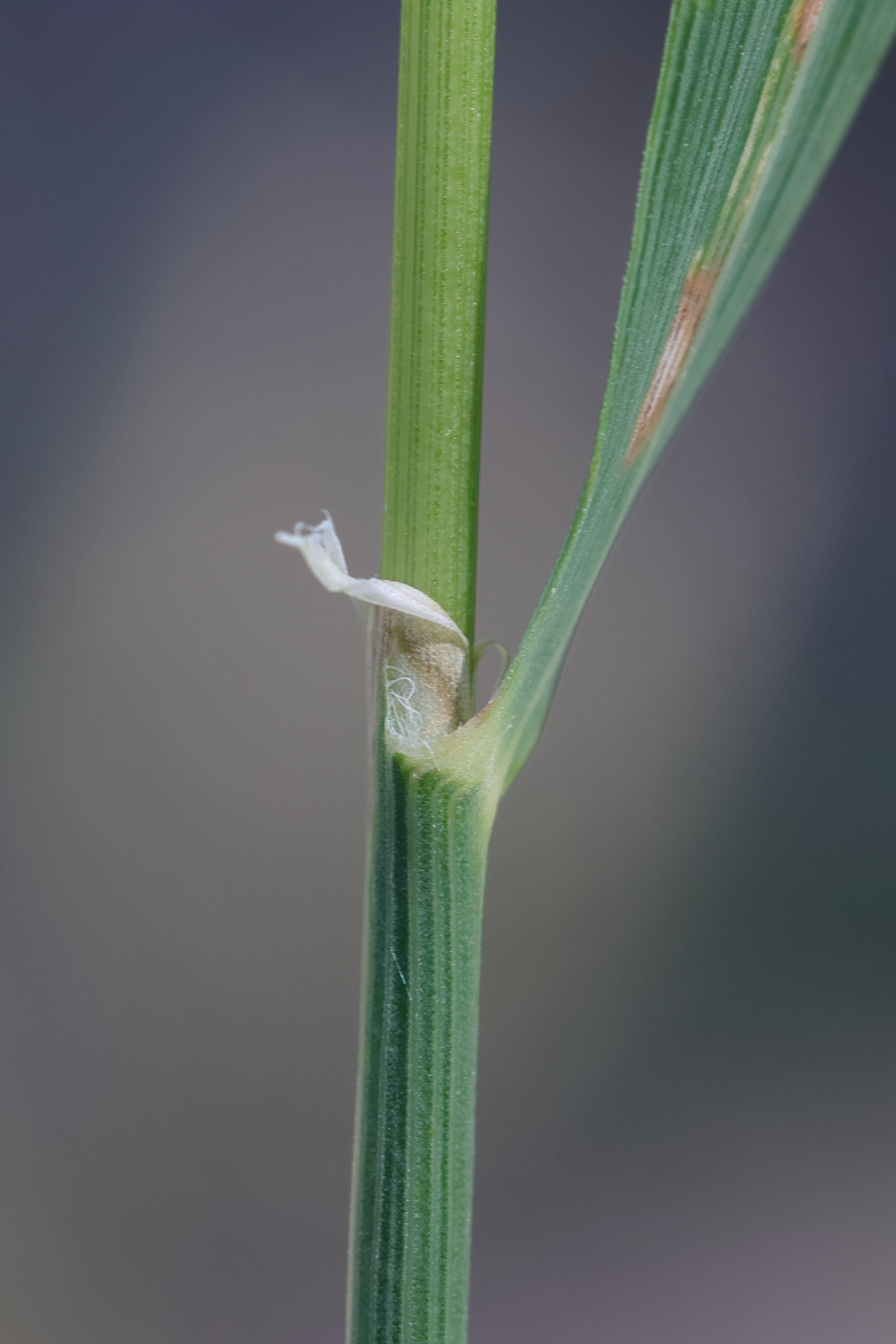 Afficher le média calamagrostis_varia3md calamagrostis_varia3md