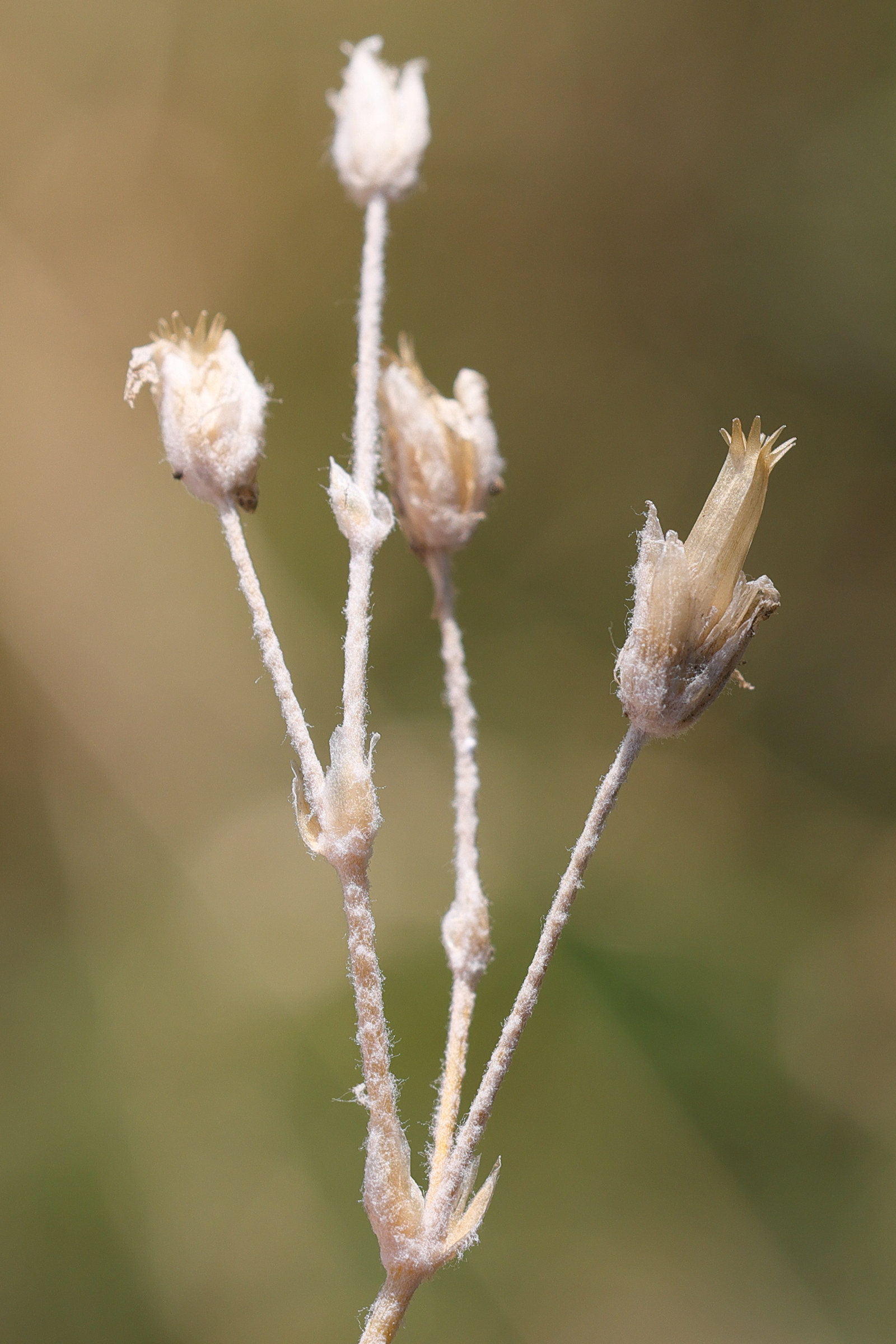 Afficher le média cerastium_tomentosum9md cerastium_tomentosum9md