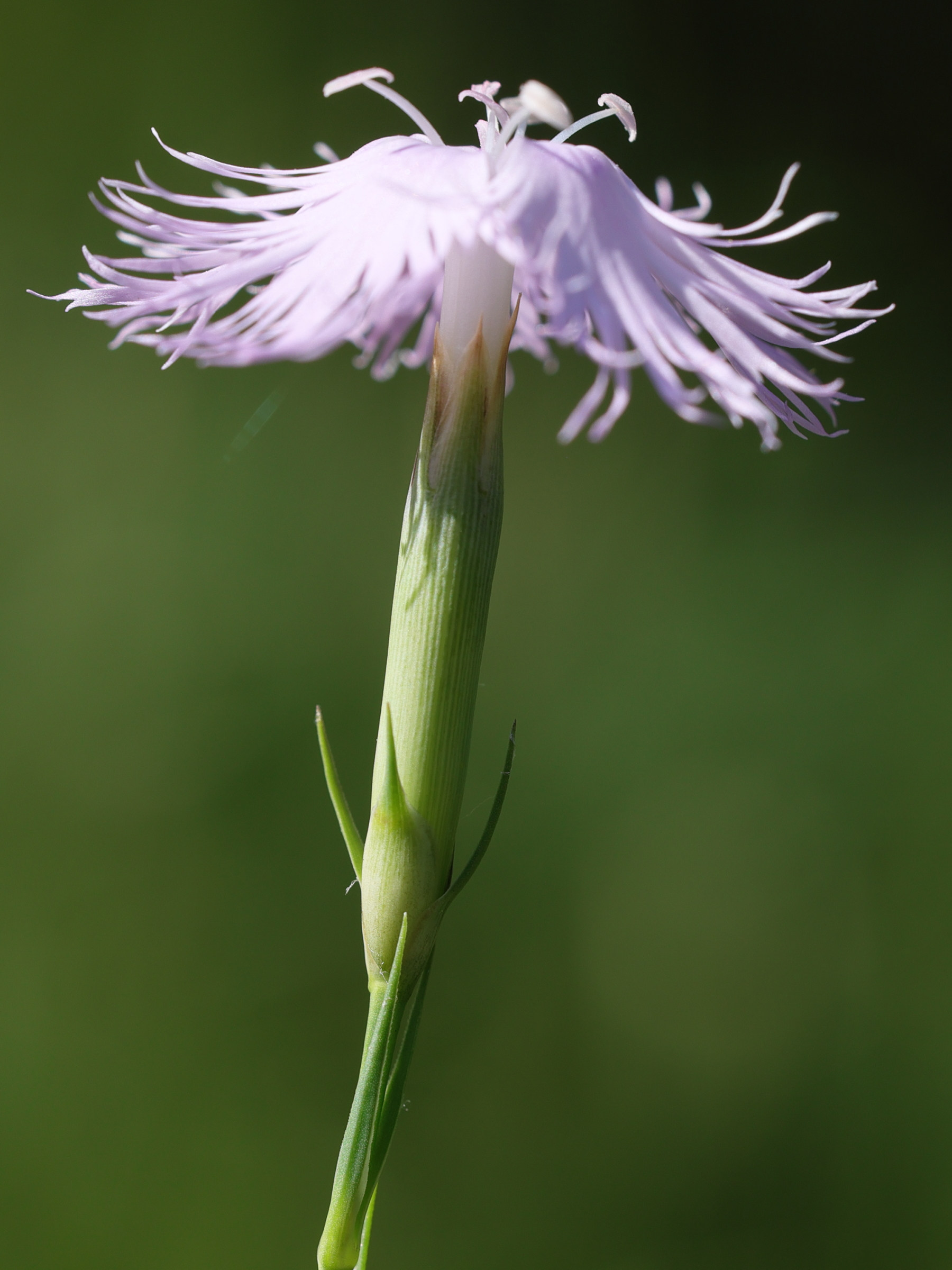 Afficher le média dianthus_hyssopifolius5md dianthus_hyssopifolius5md