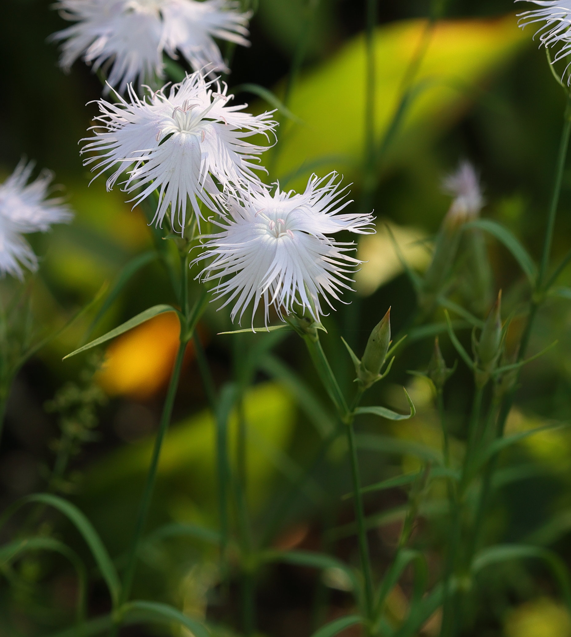 Afficher le média dianthus_hyssopifolius6md dianthus_hyssopifolius6md
