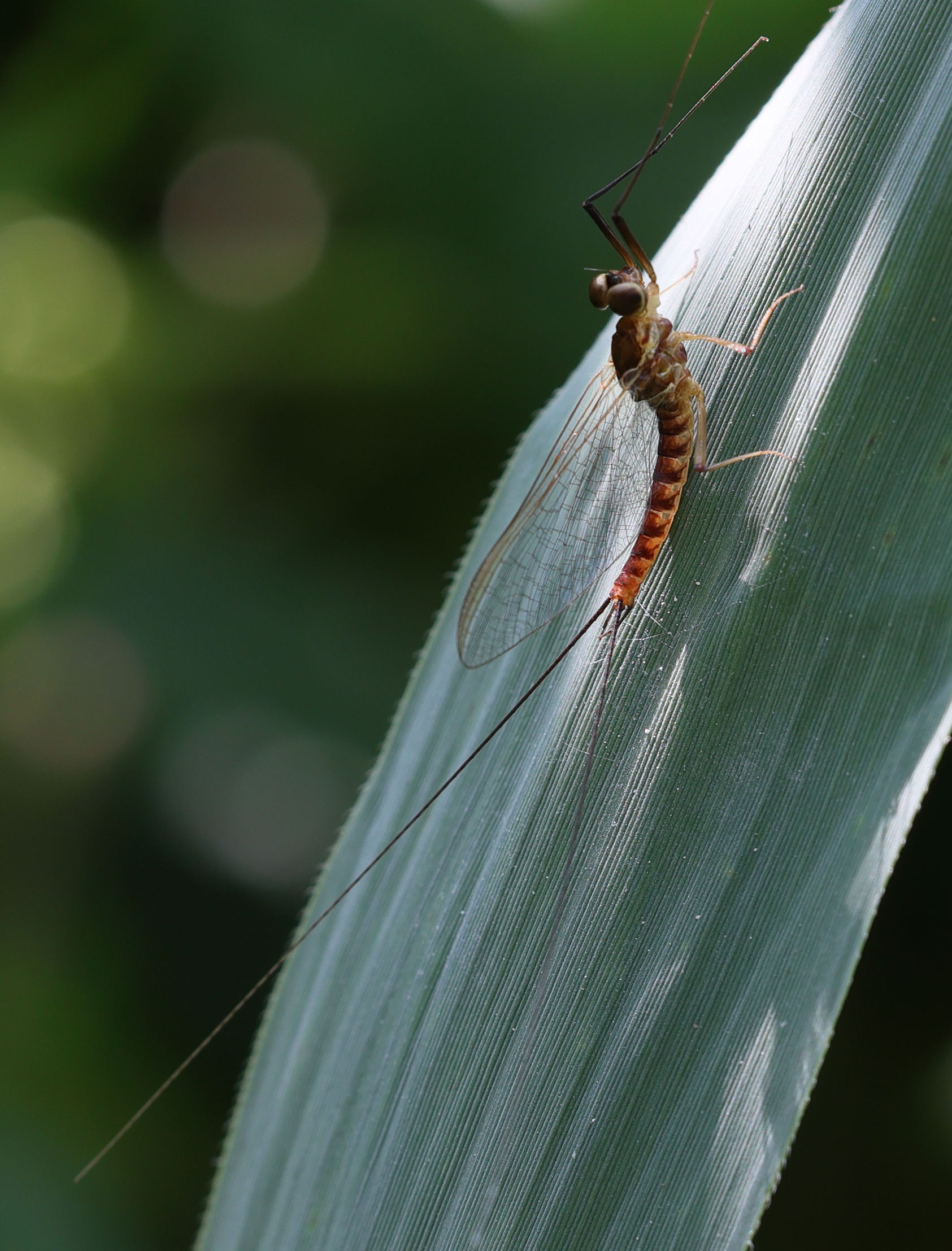 ecdyonurus_dispar3md