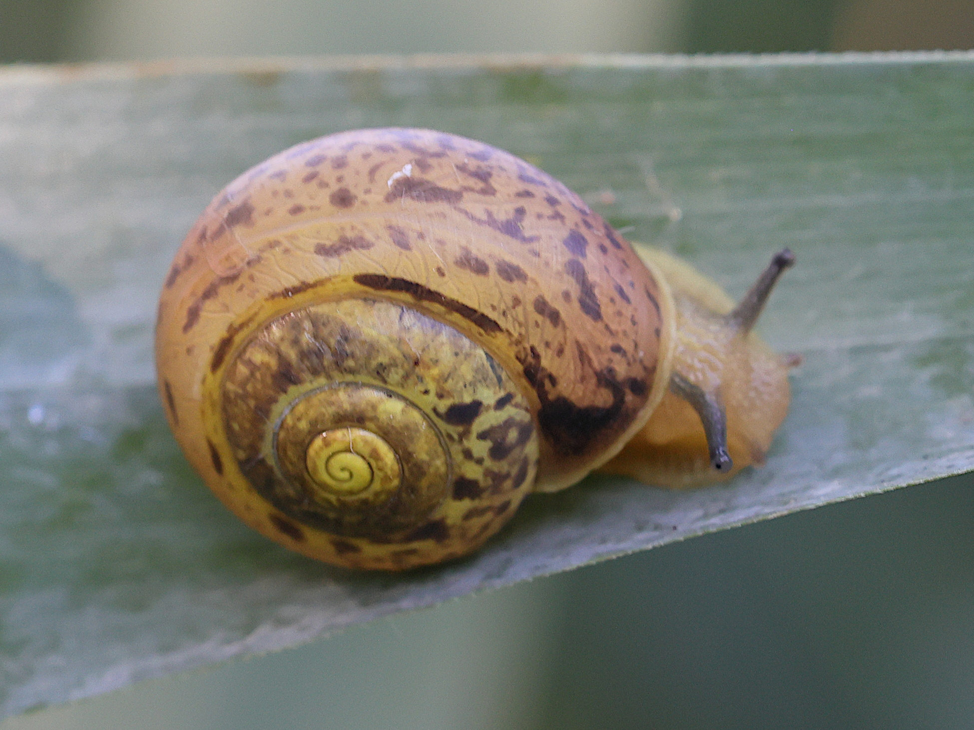 fruticicola_fruticum1md