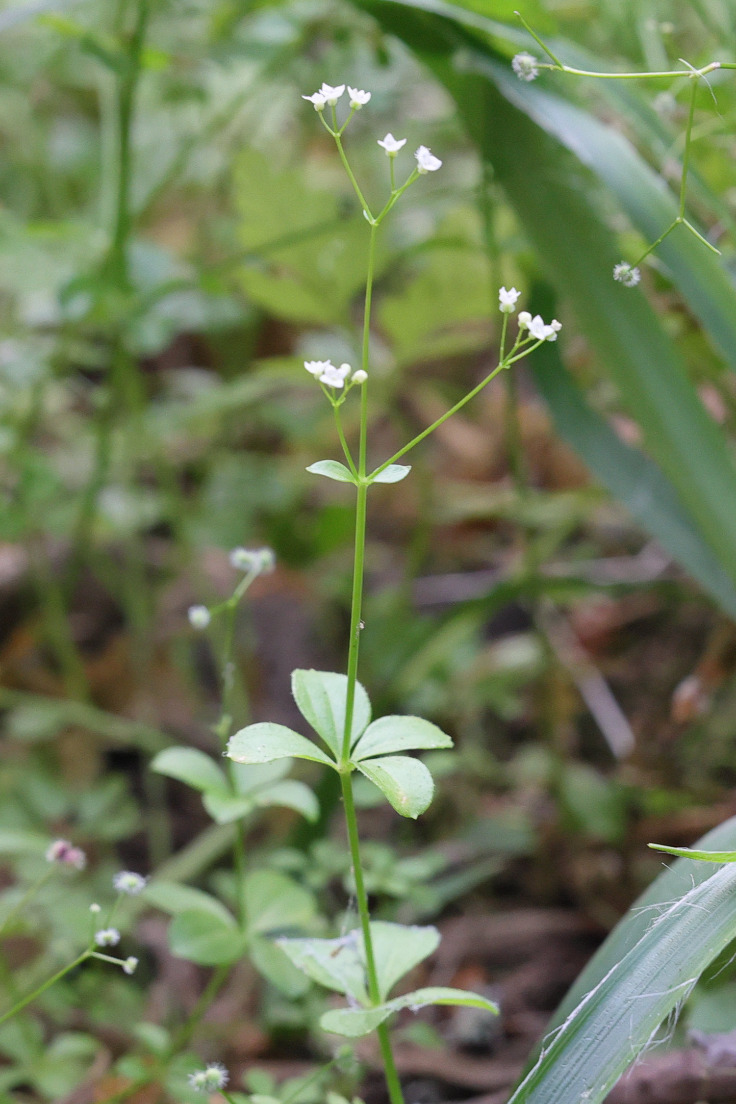 Afficher le média galium_rotundifolium1md galium_rotundifolium1md