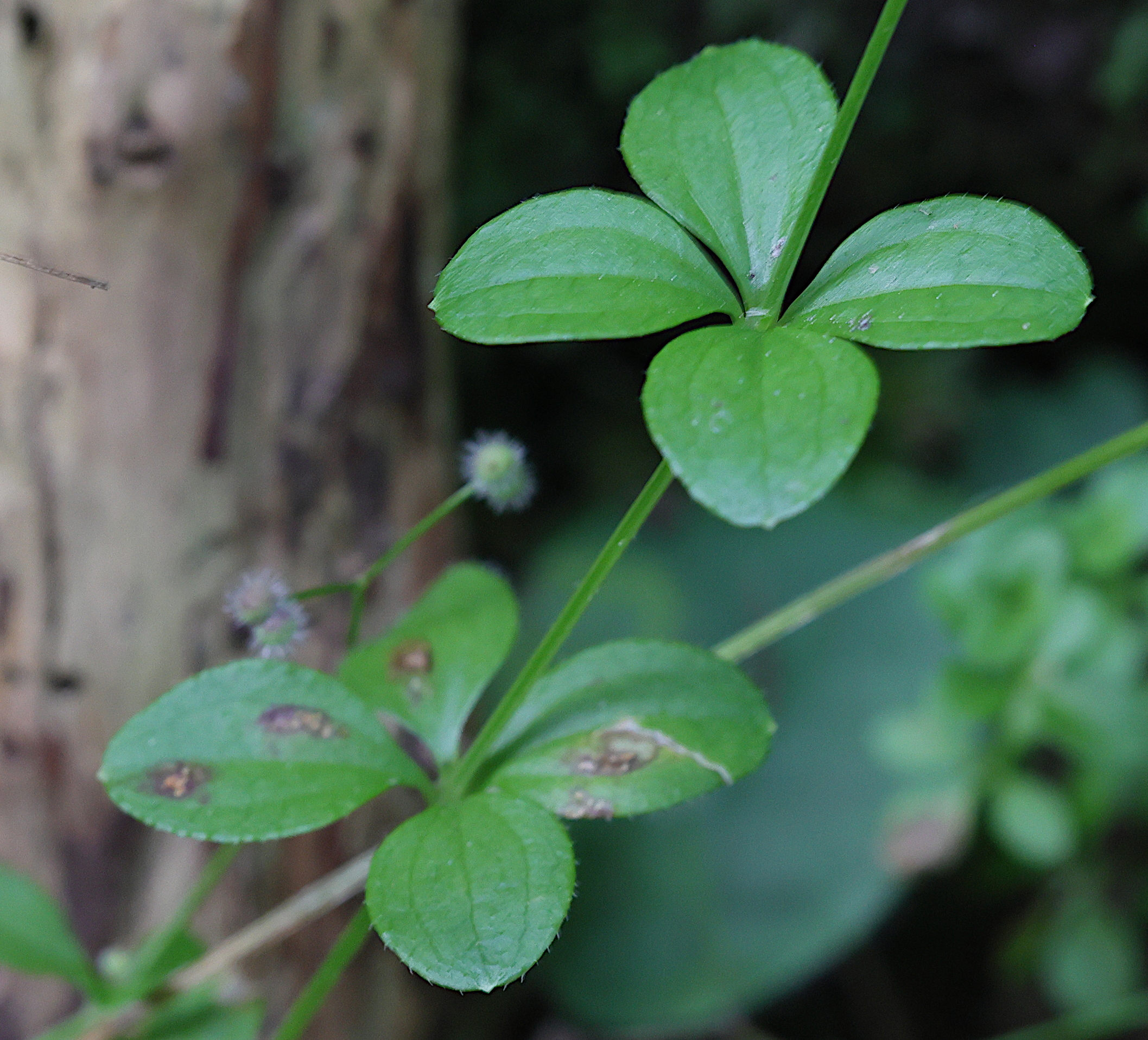 Afficher le média galium_rotundifolium2md galium_rotundifolium2md