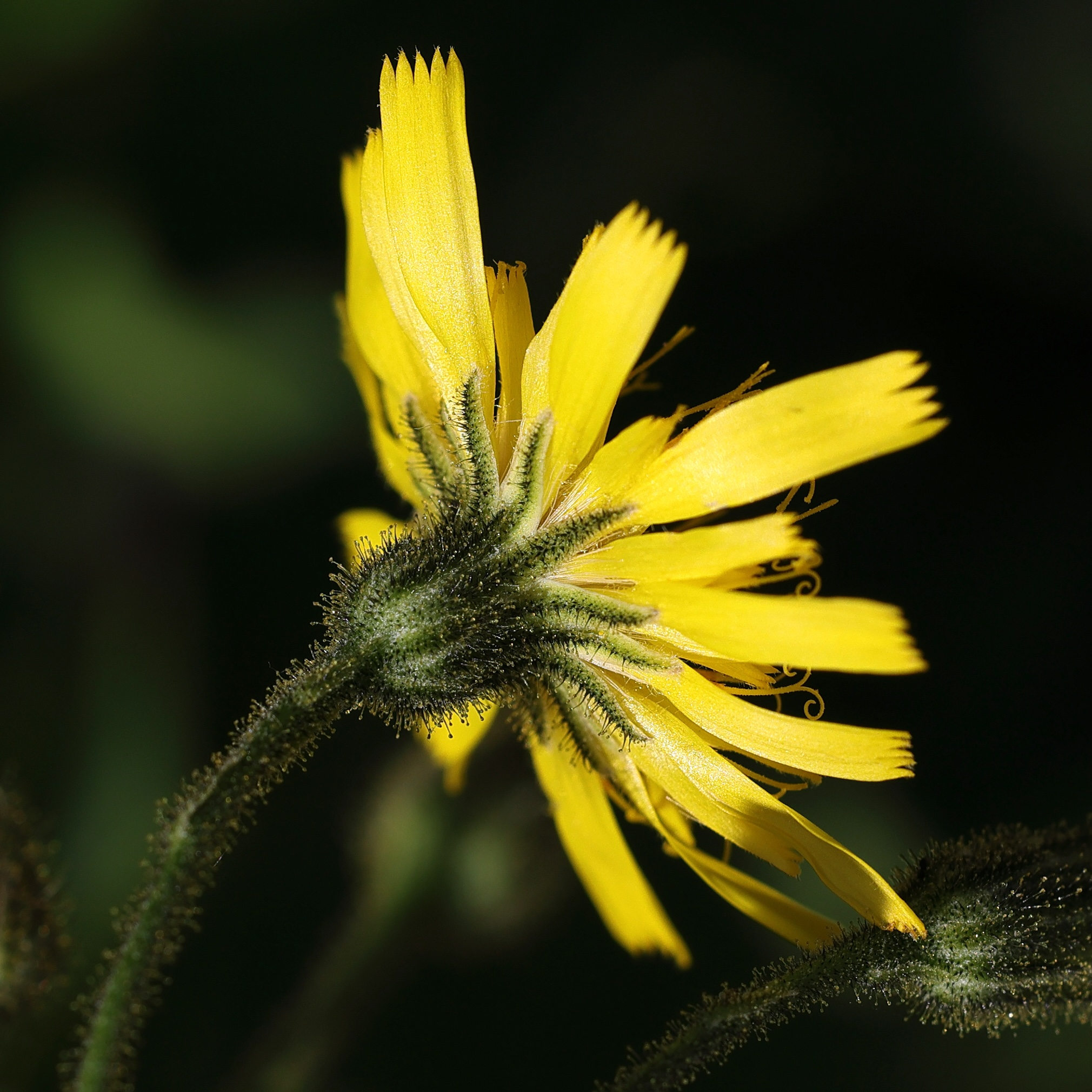 Afficher le média hieracium_prenanthoides3md hieracium_prenanthoides3md