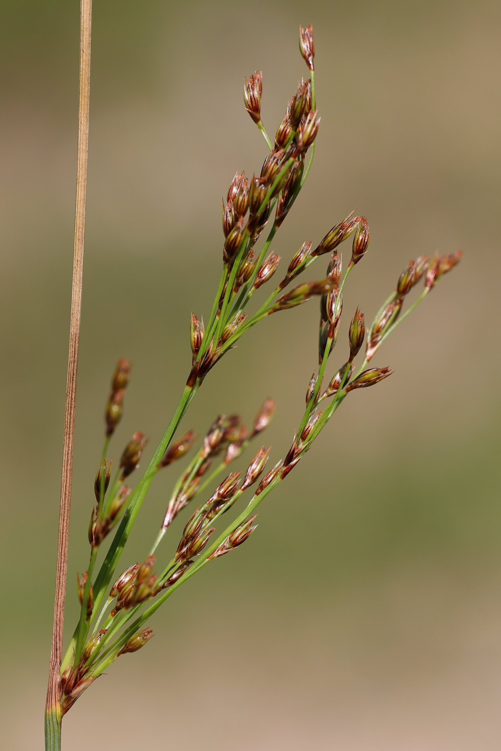 Afficher le média juncus_inflexus4md juncus_inflexus4md
