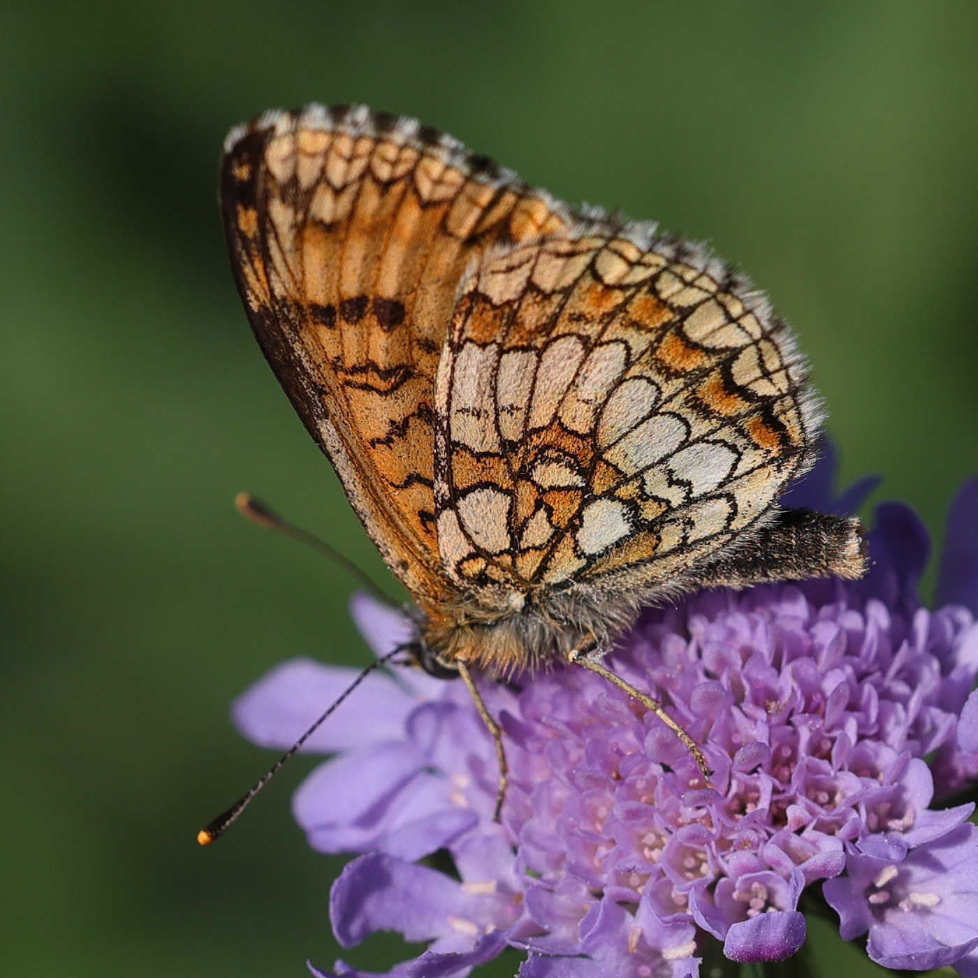 Afficher le média melitaea_aurelia1md melitaea_aurelia1md