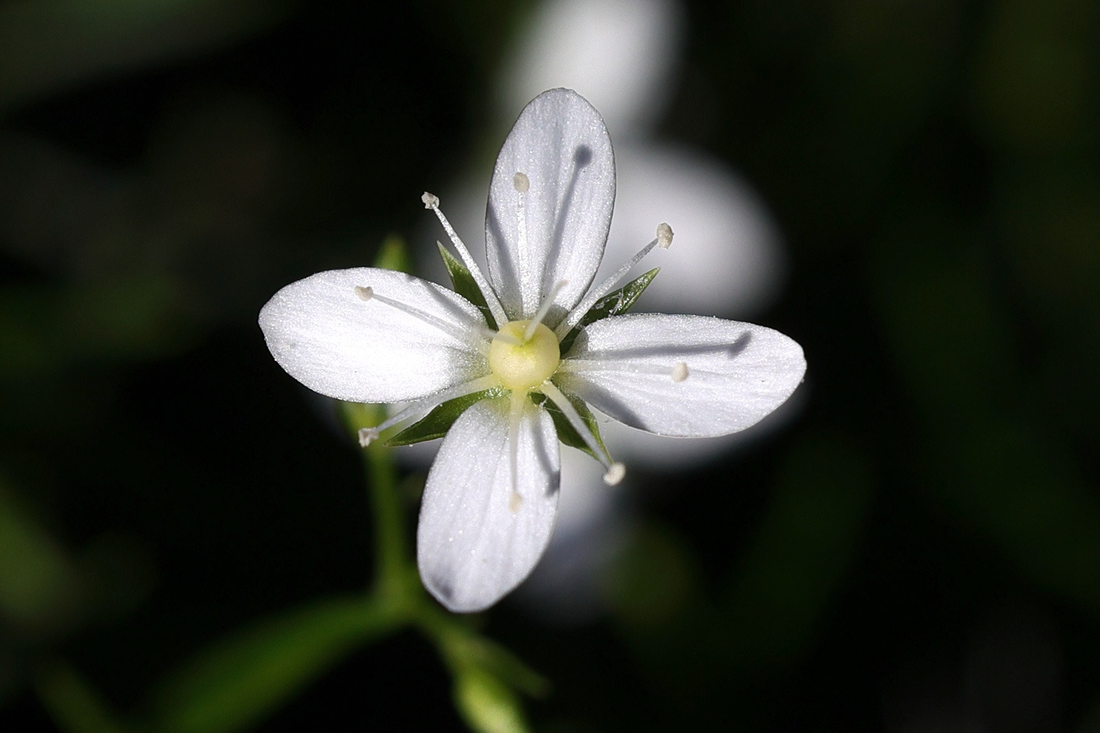 Afficher le média moehringia_muscosa5md moehringia_muscosa5md