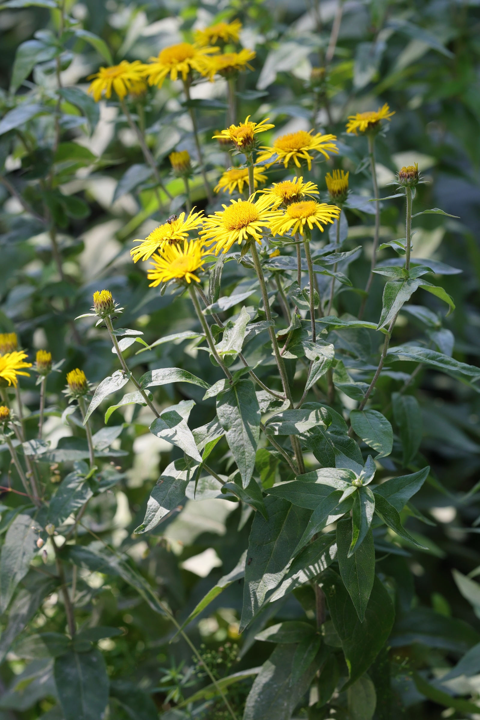 Afficher le média pentanema_salicinum1md pentanema_salicinum1md