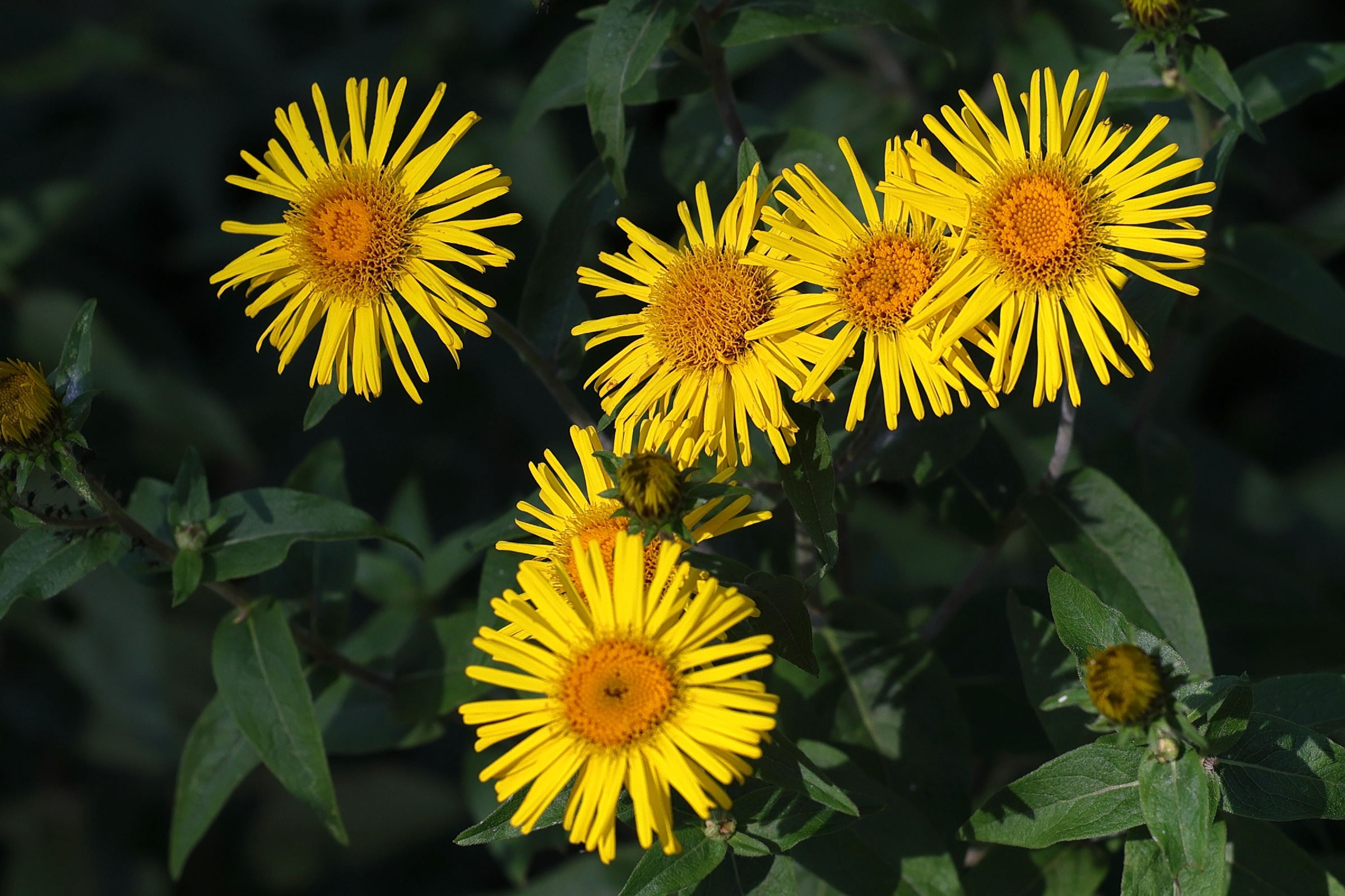 Afficher le média pentanema_salicinum2md pentanema_salicinum2md