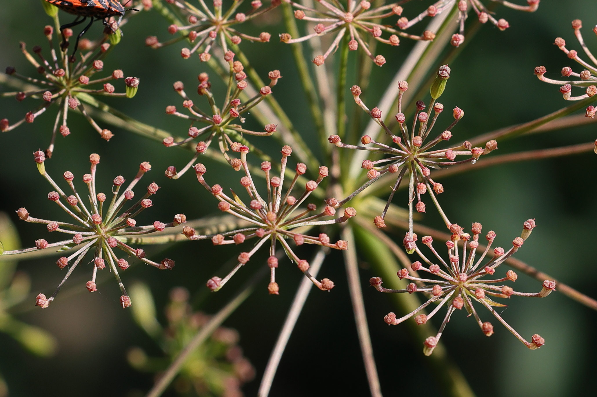 Afficher le média siler_montanum3md siler_montanum3md