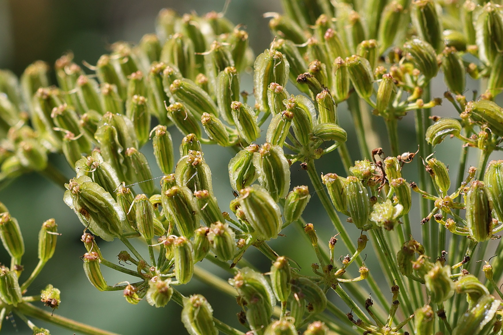 Afficher le média siler_montanum4md siler_montanum4md