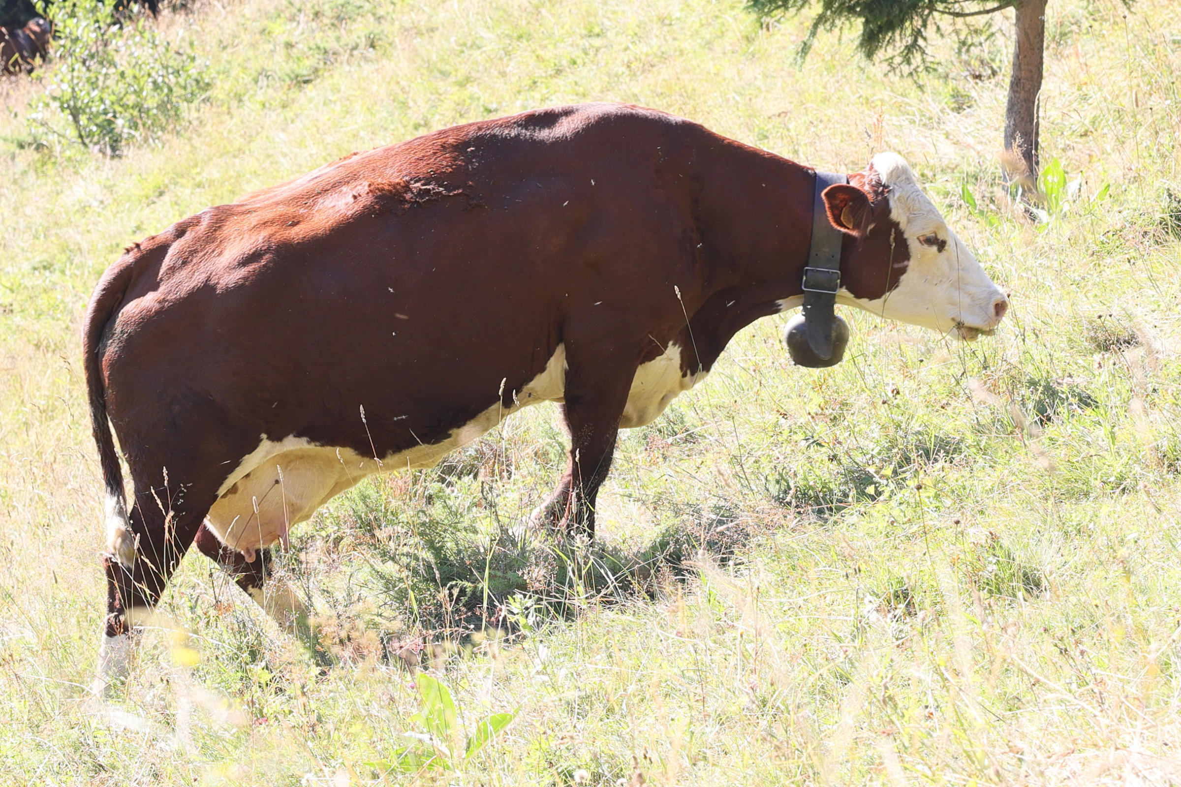 bos_taurus_abondance2md