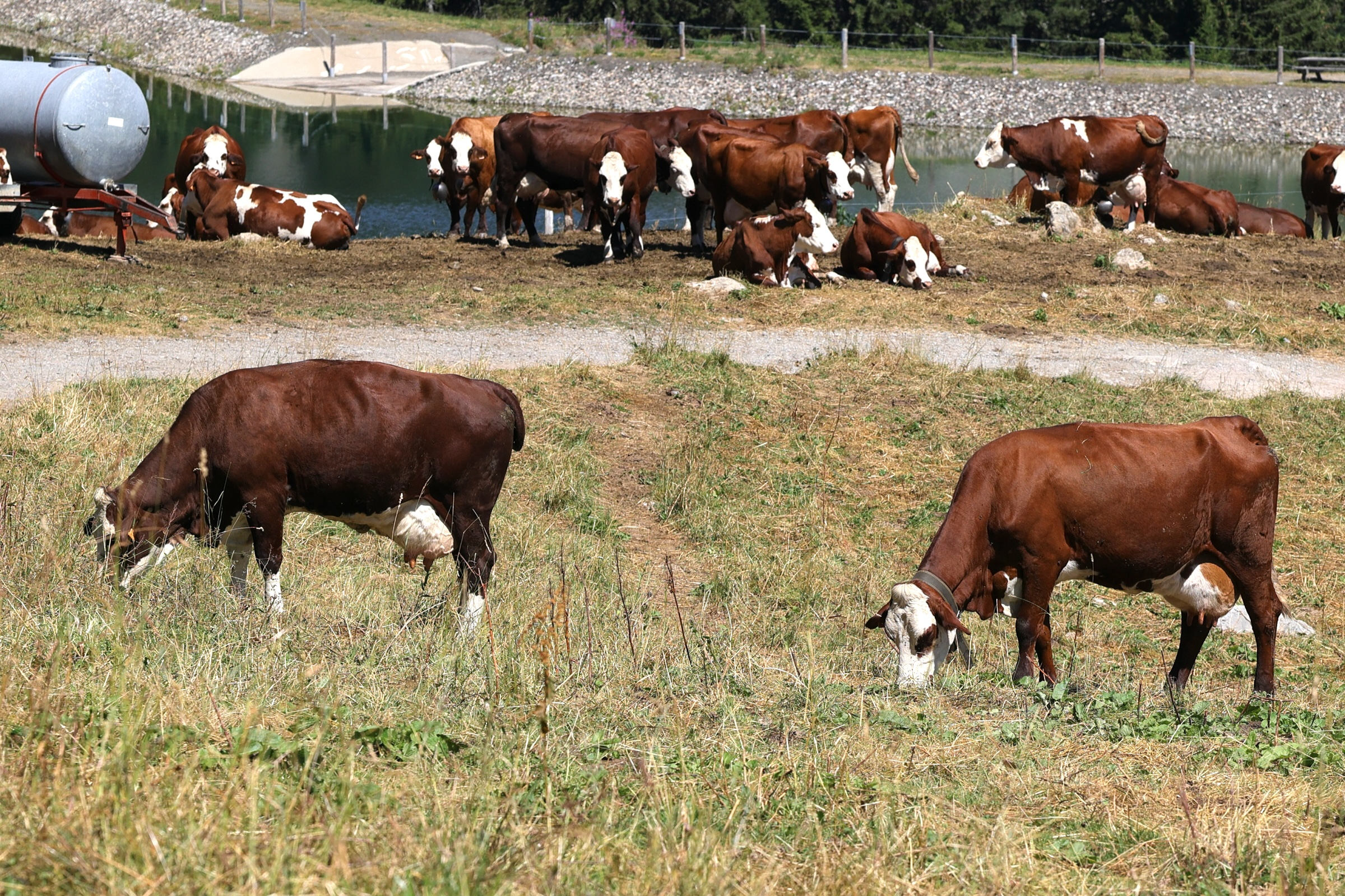 bos_taurus_abondance3md