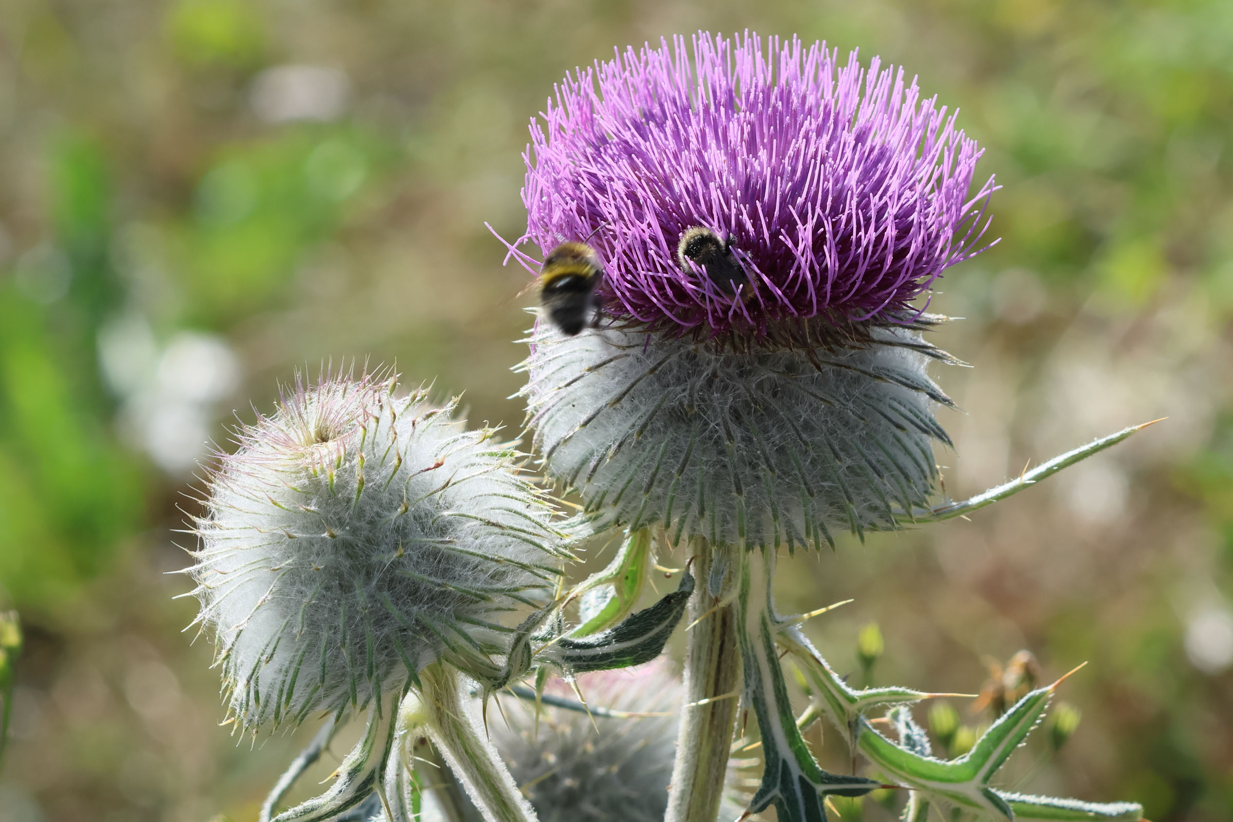 Afficher le média cirsium_eriophorum2bd cirsium_eriophorum2bd