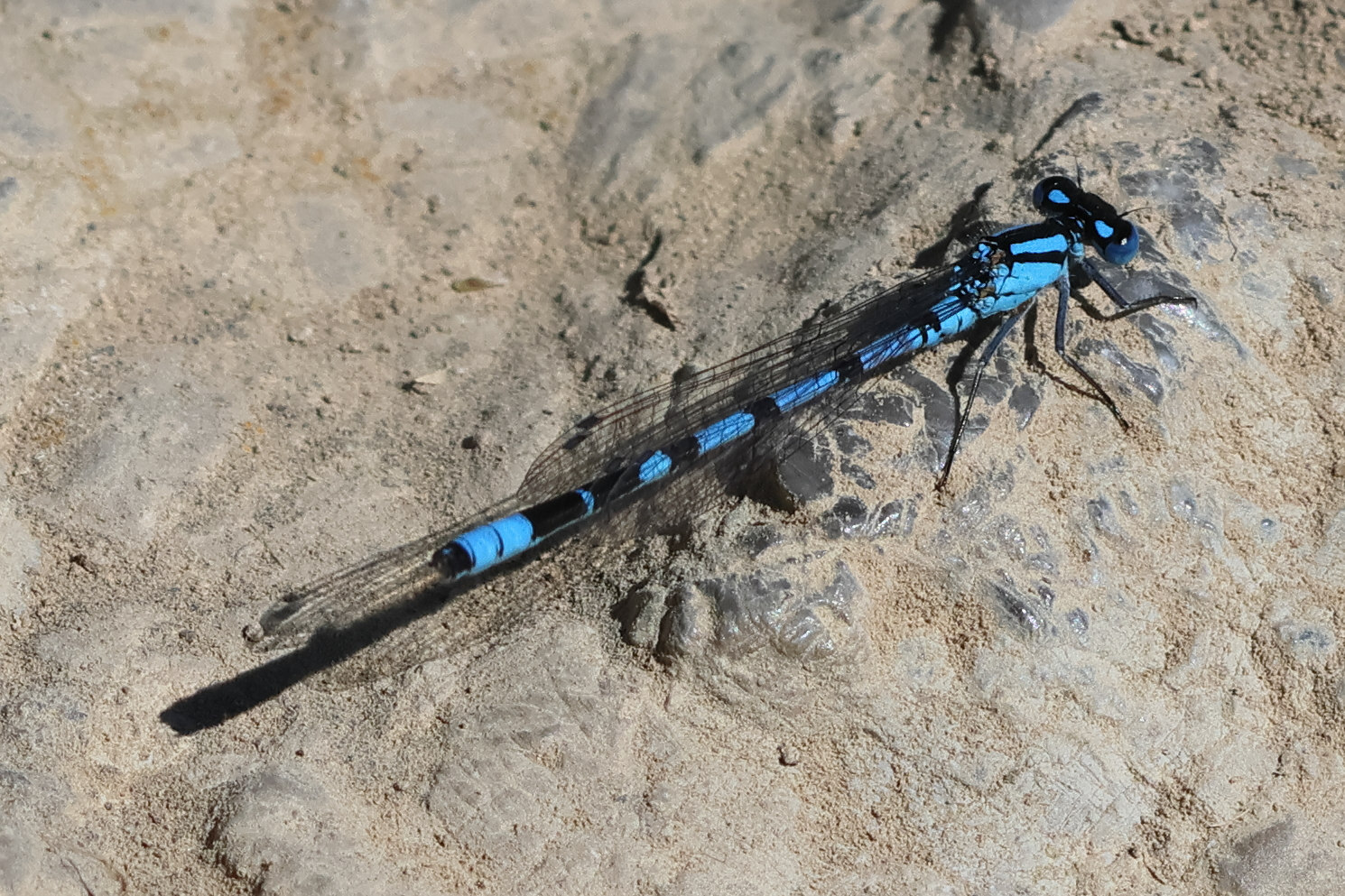 coenagrion_hastulatum1bd