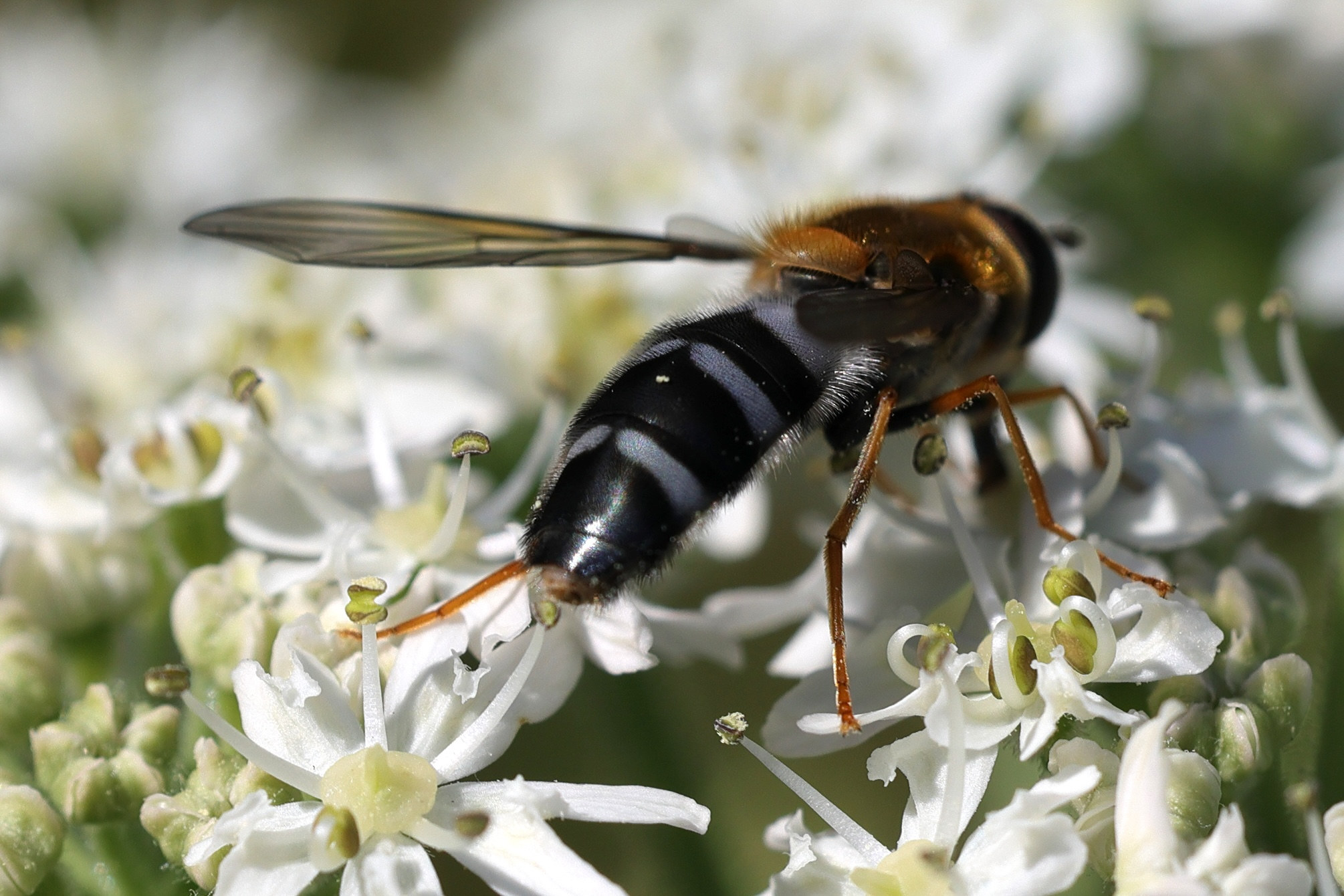 leucozona_glaucia1md