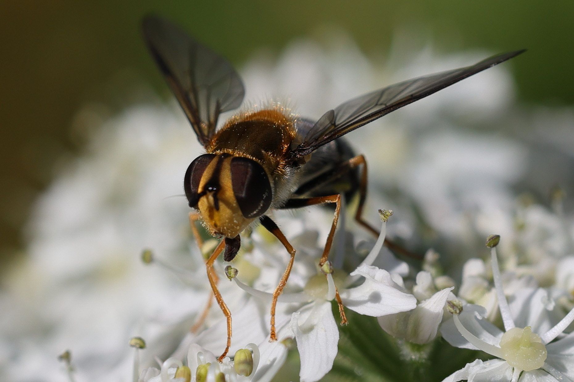 leucozona_glaucia2md