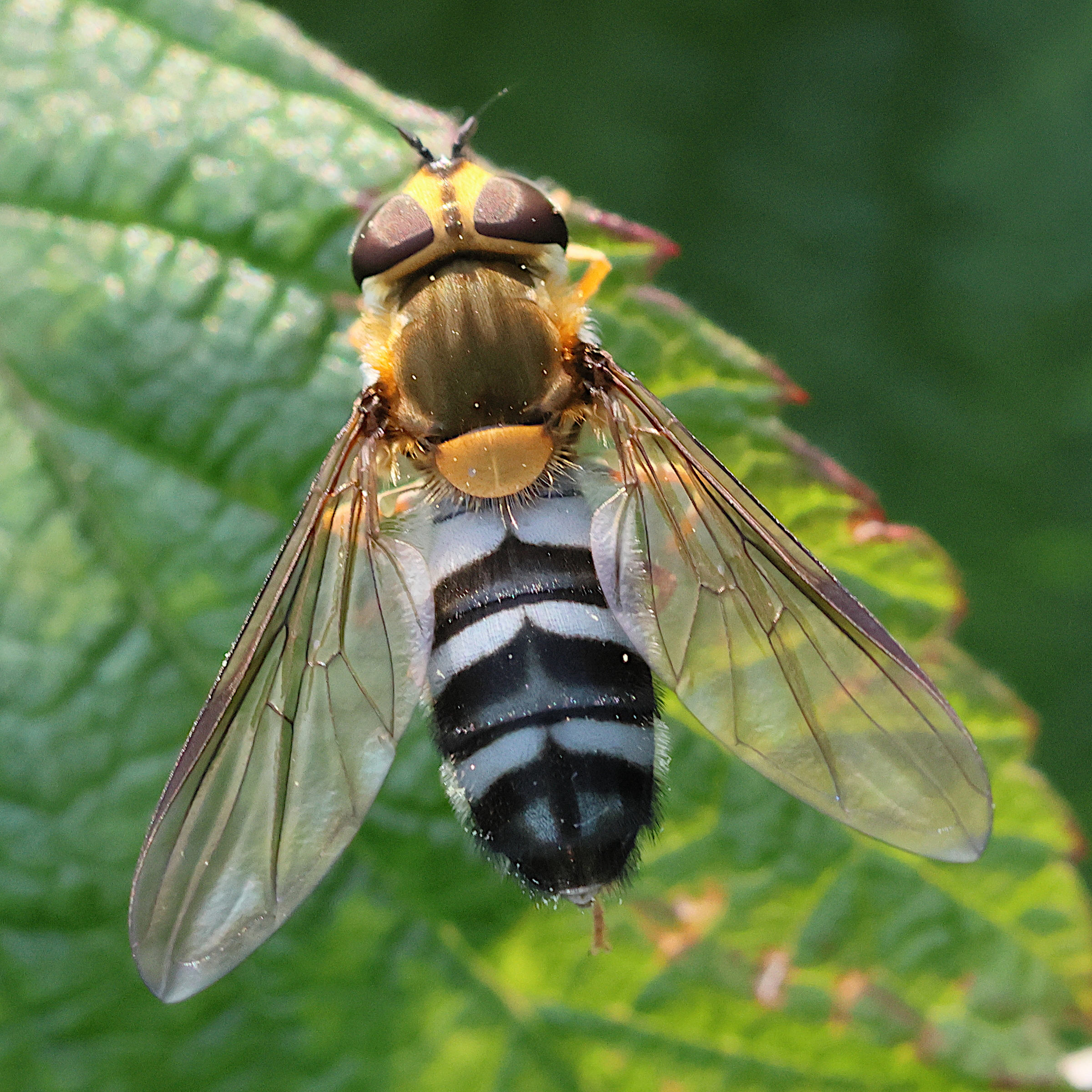 leucozona_glaucia3bd