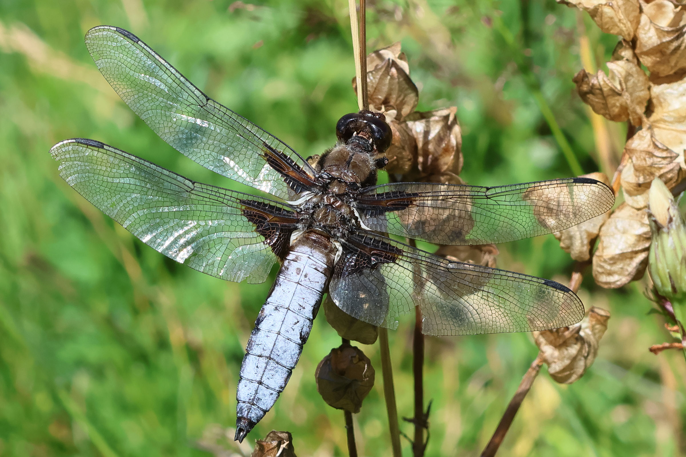 libellula_depressa1bd