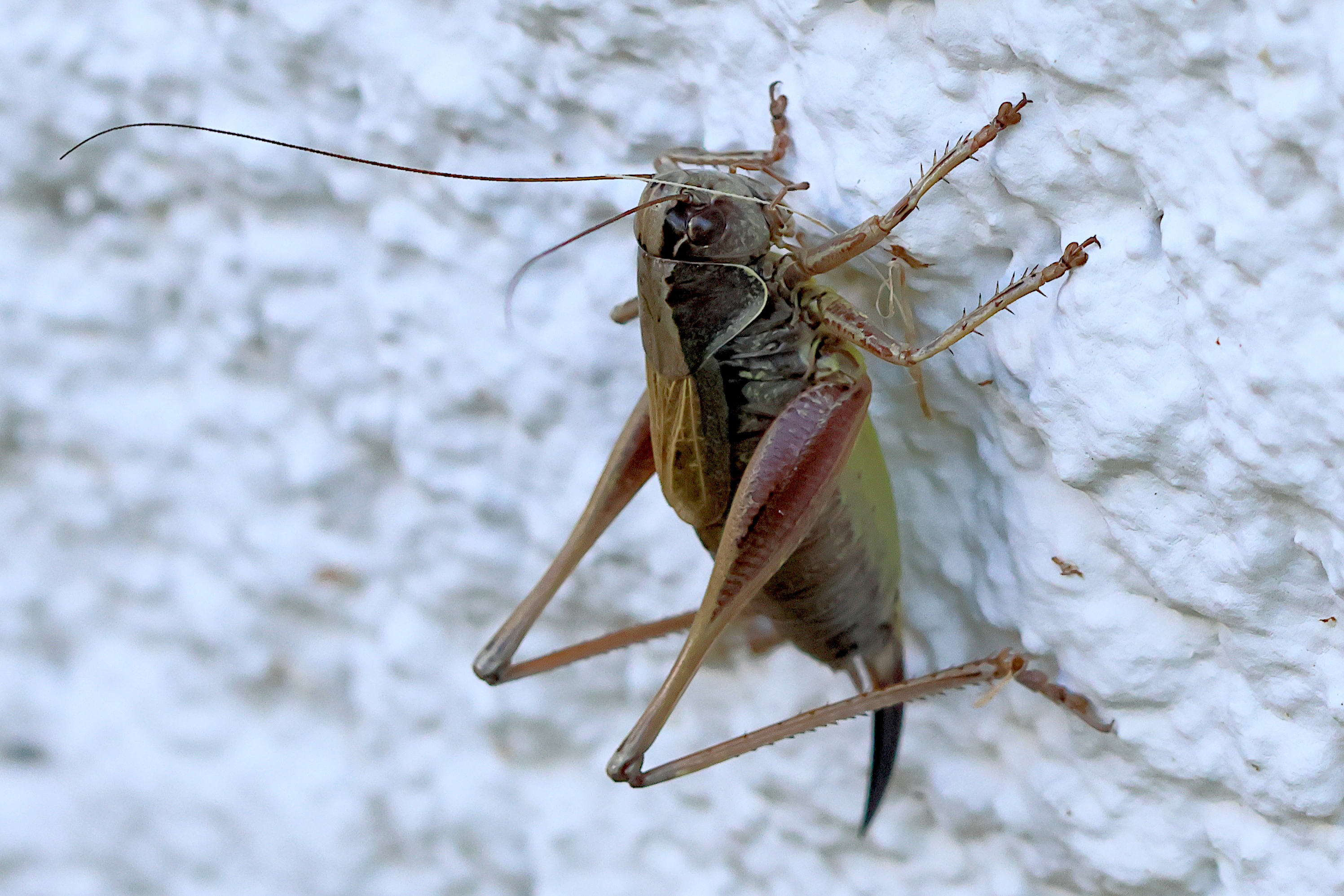 metrioptera_saussuriana9bd