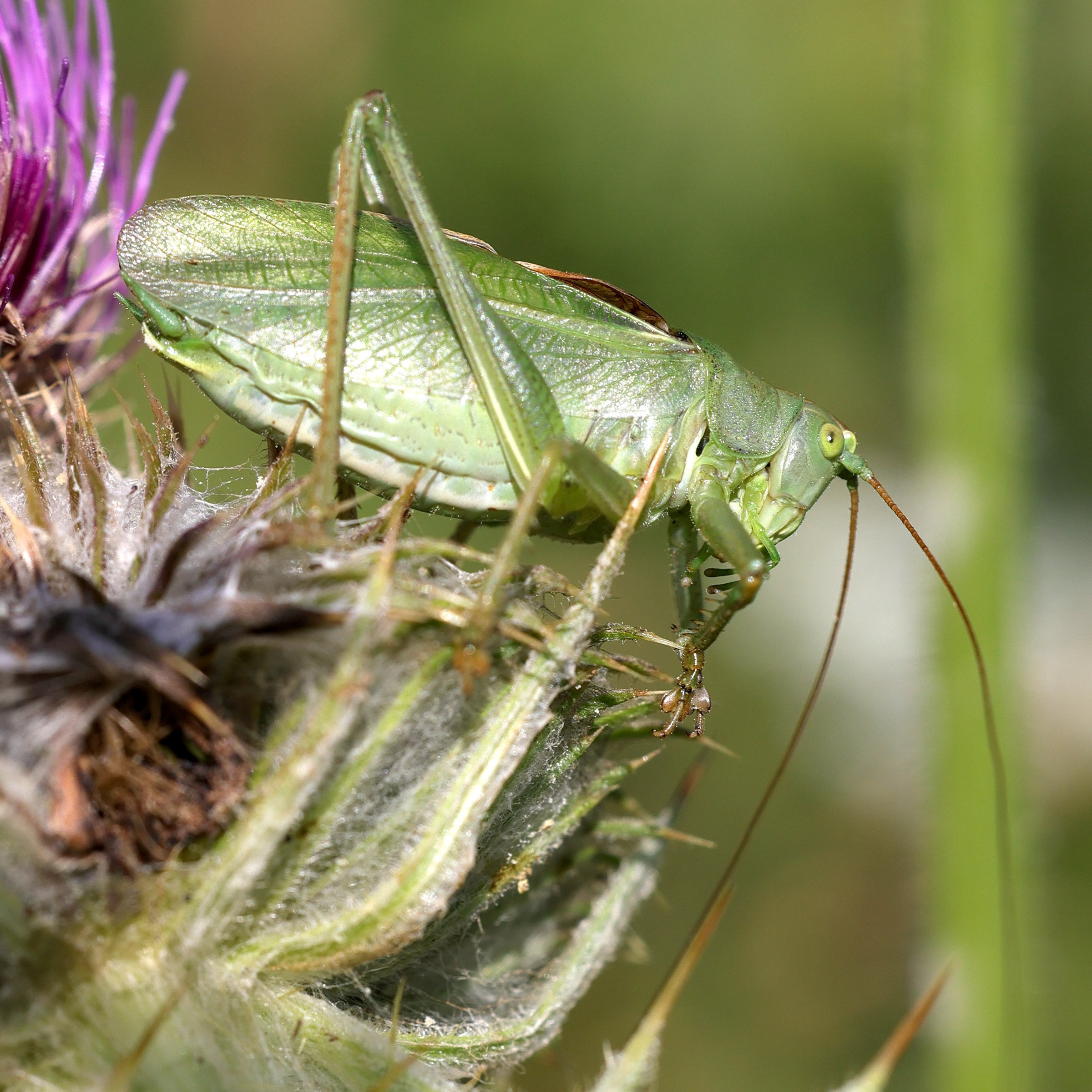 tettigonia_cantans1md