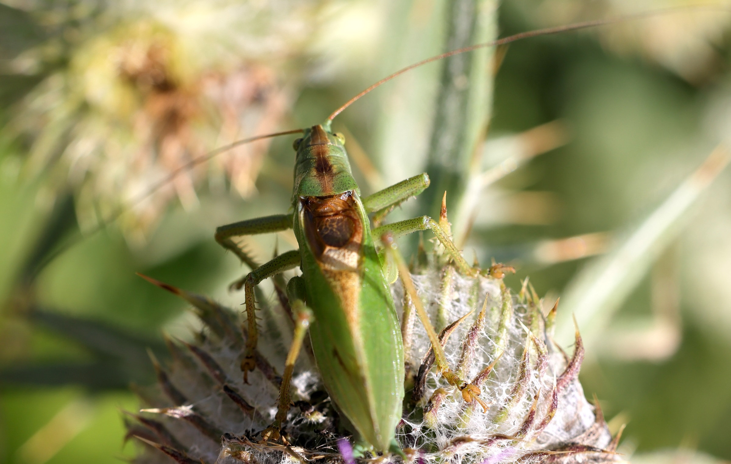 tettigonia_cantans2md