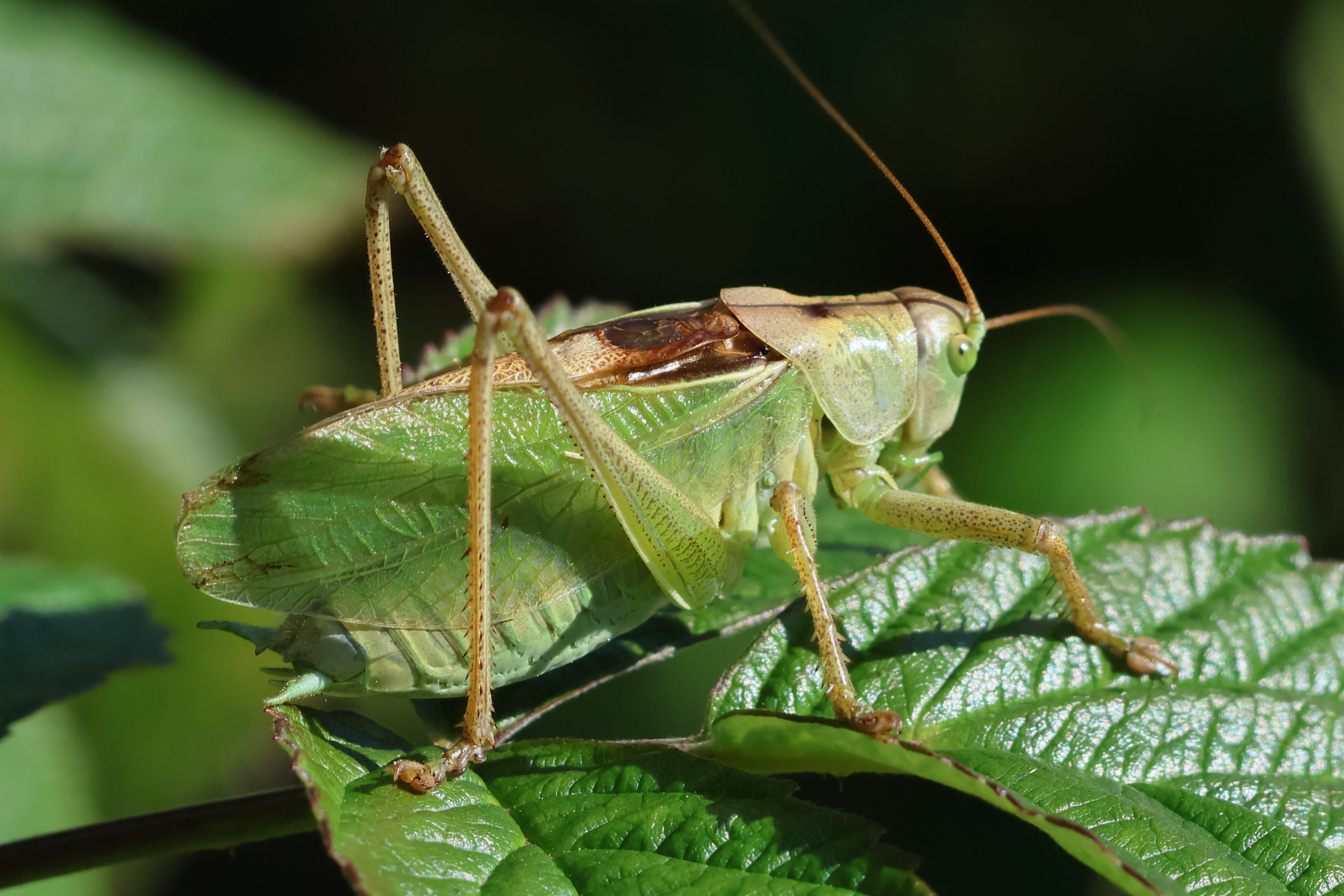 tettigonia_cantans3bd