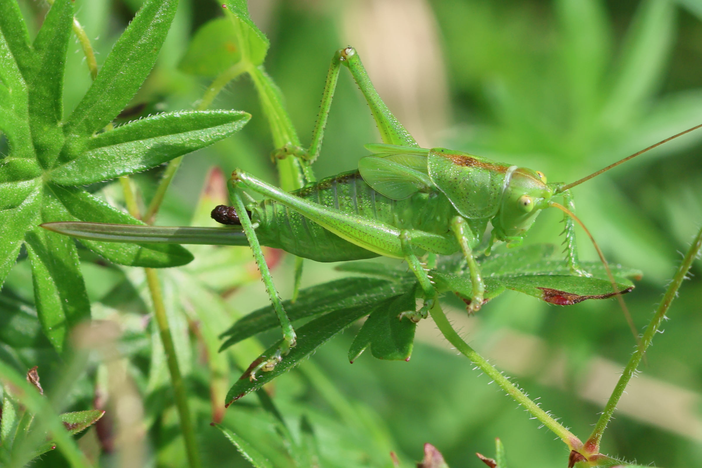 tettigonia_cantans_juv1bd