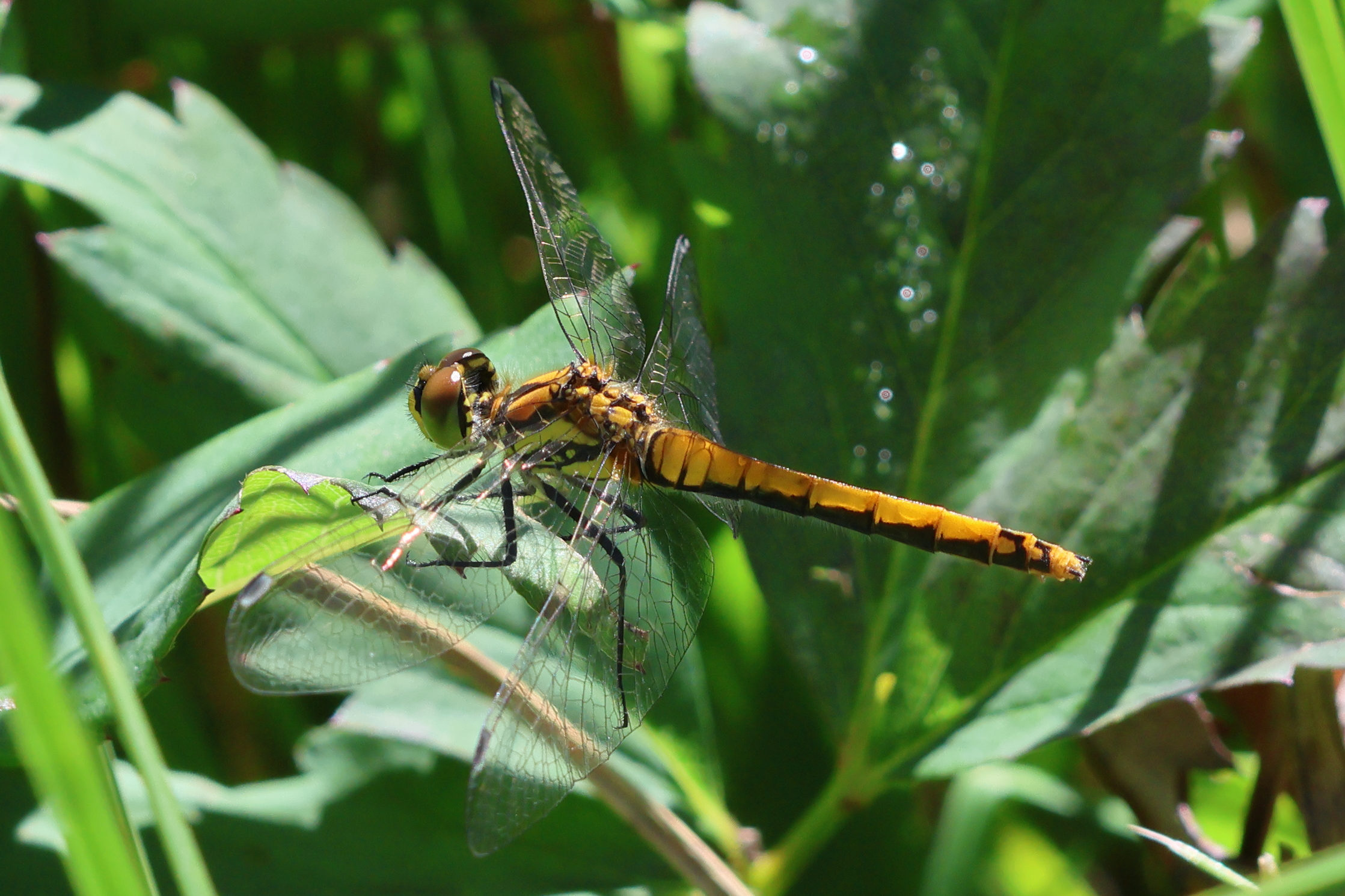 sympetrum_danae1bd