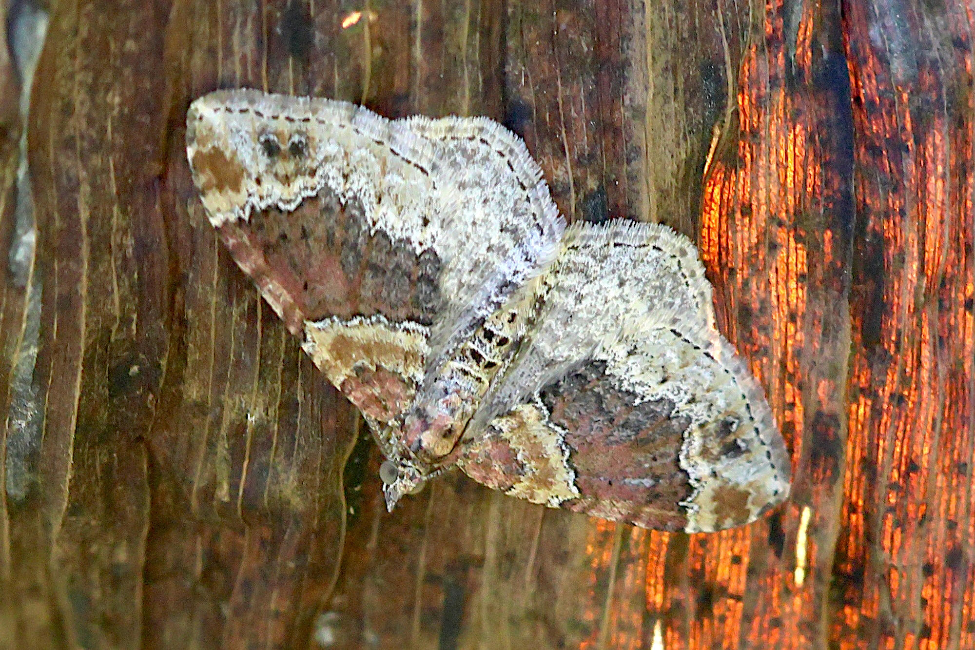 xanthorhoe_ferrugata1bd