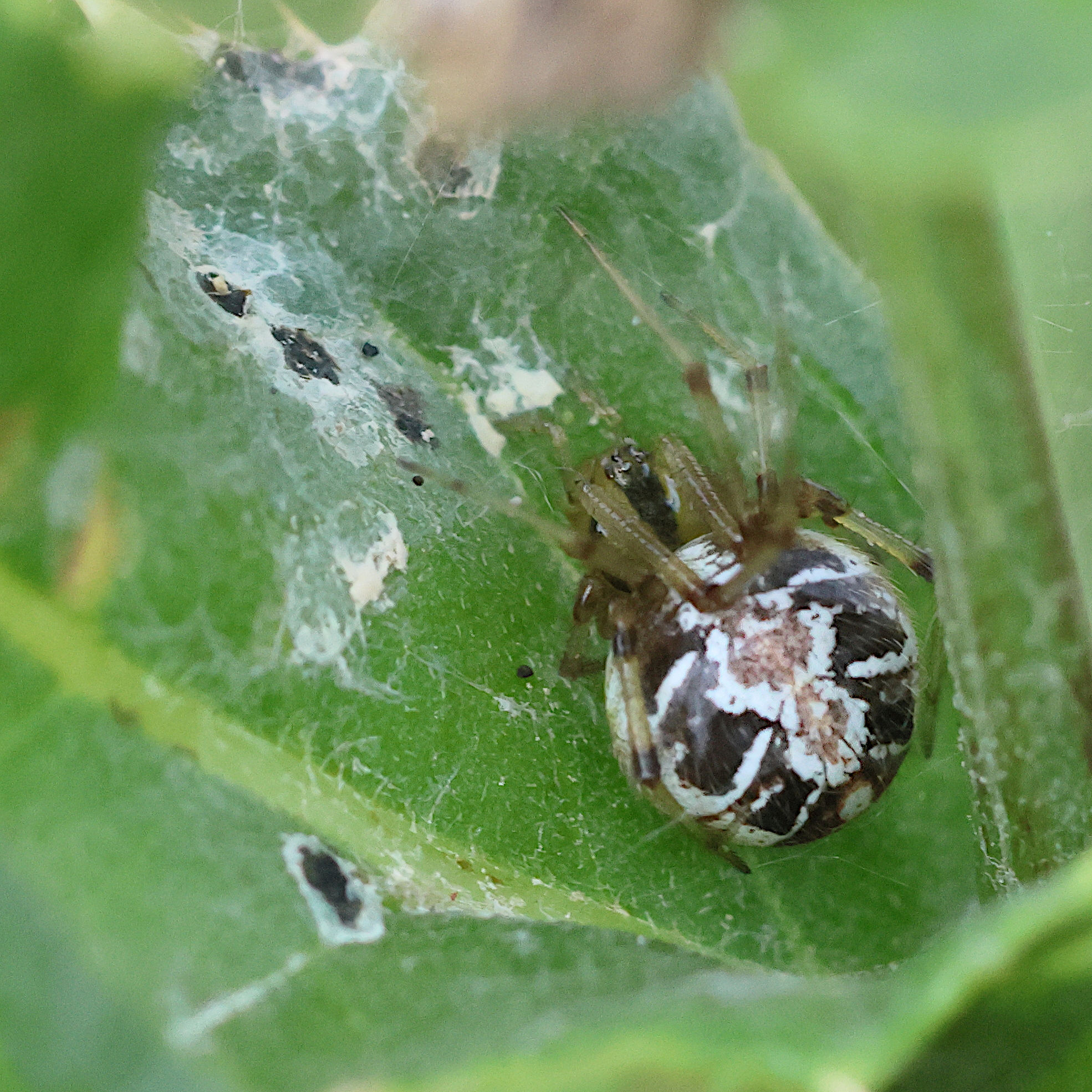 phylloneta_sisyphia3bd