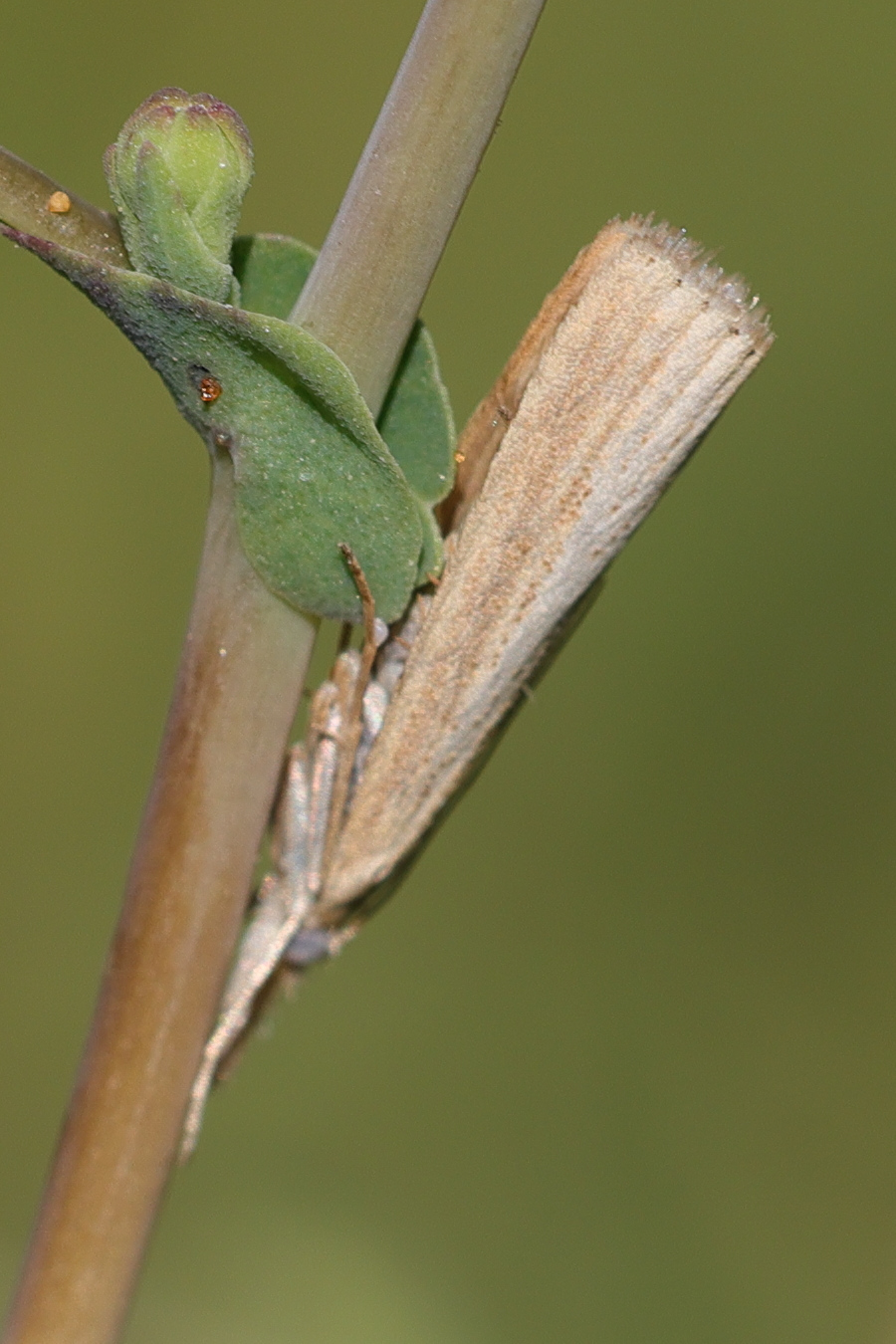 agriphila_straminella6md
