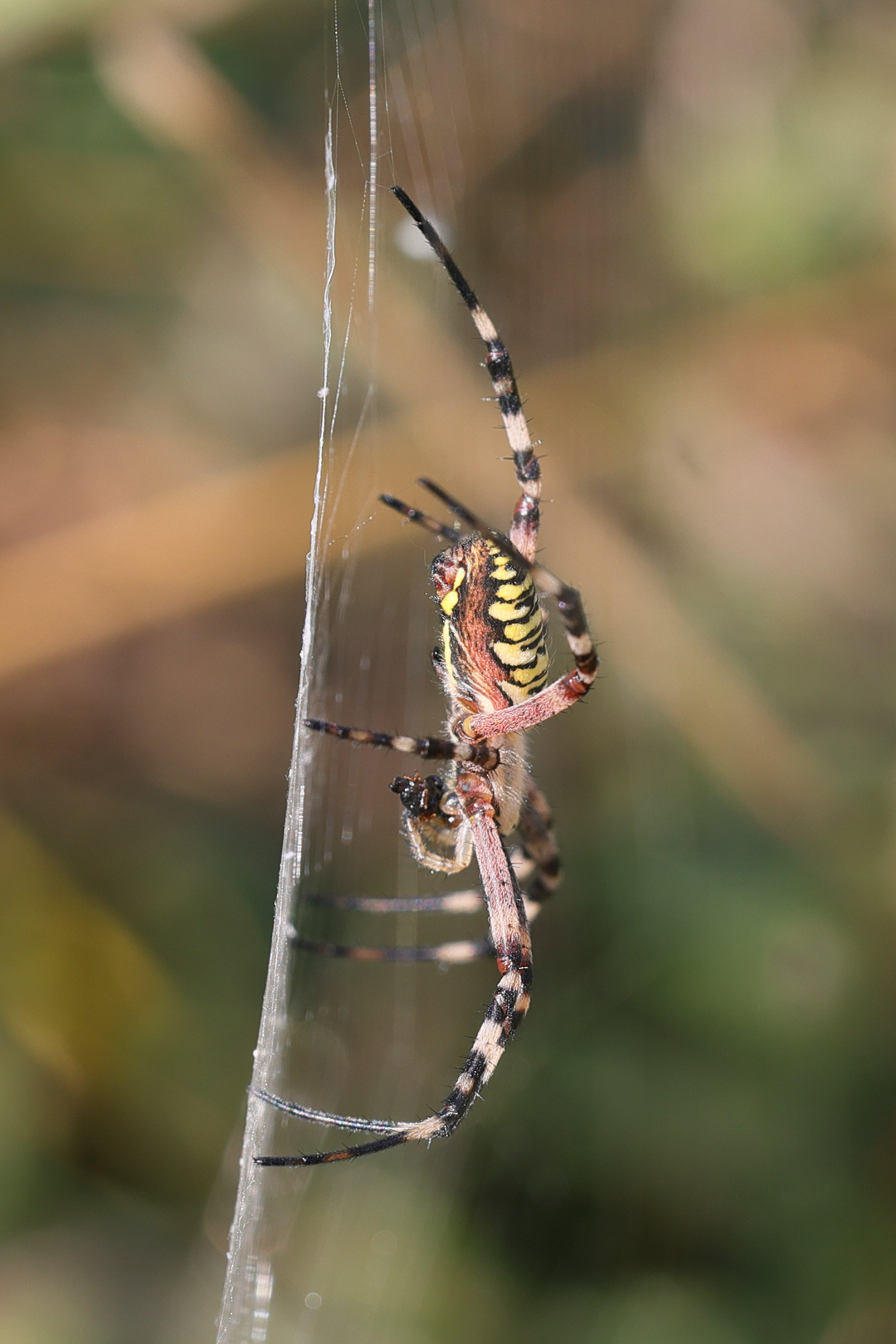 Afficher le média argiope_bruennichi4md argiope_bruennichi4md