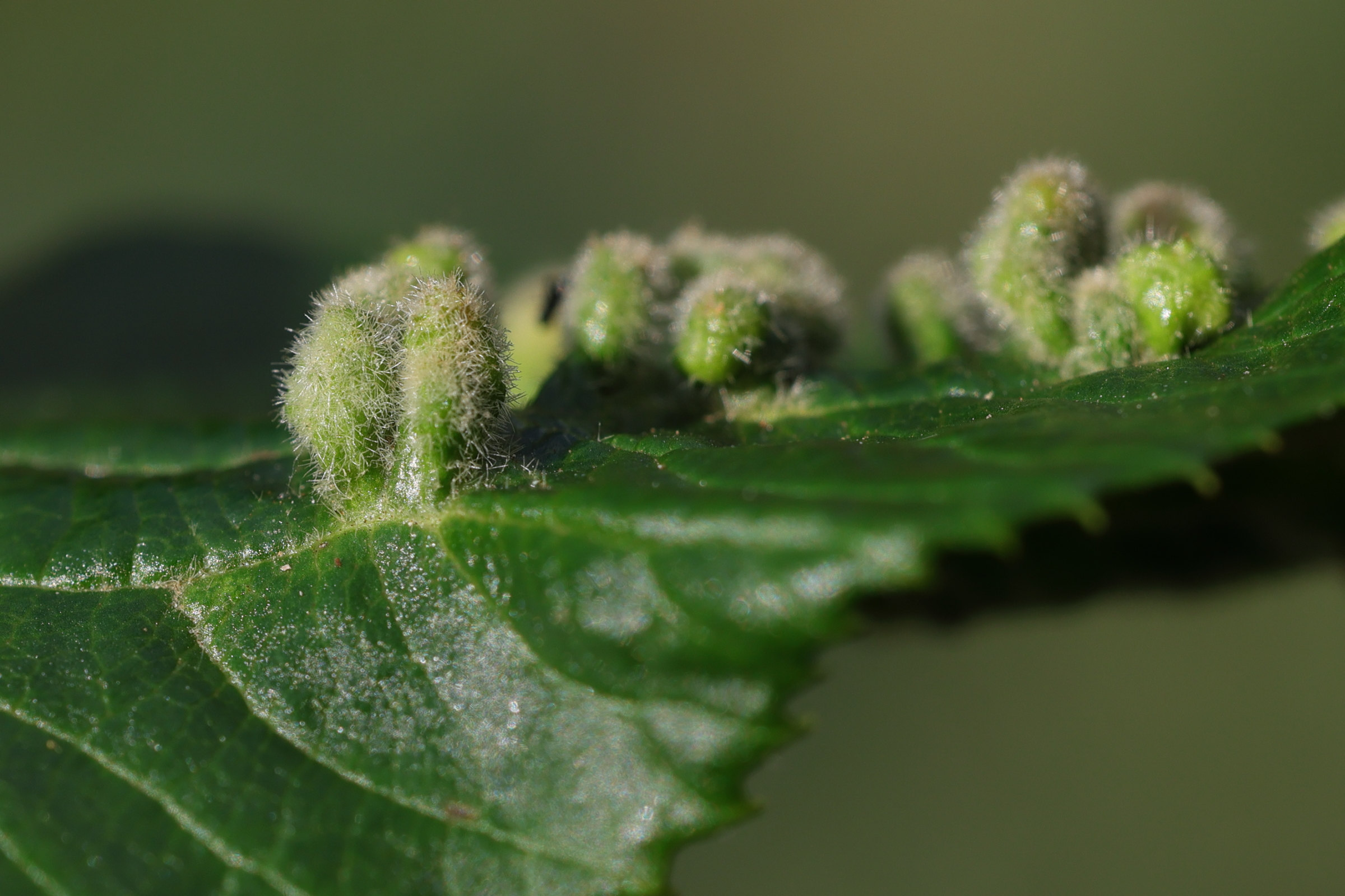 Afficher le média eriophyes_viburni_galle4md eriophyes_viburni_galle4md