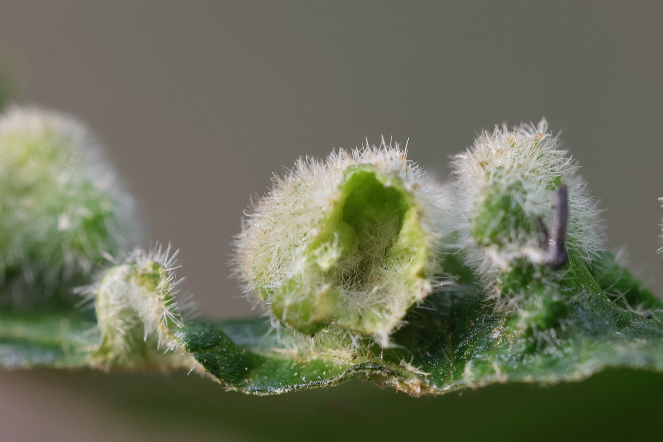 Afficher le média eriophyes_viburni_galle5md eriophyes_viburni_galle5md