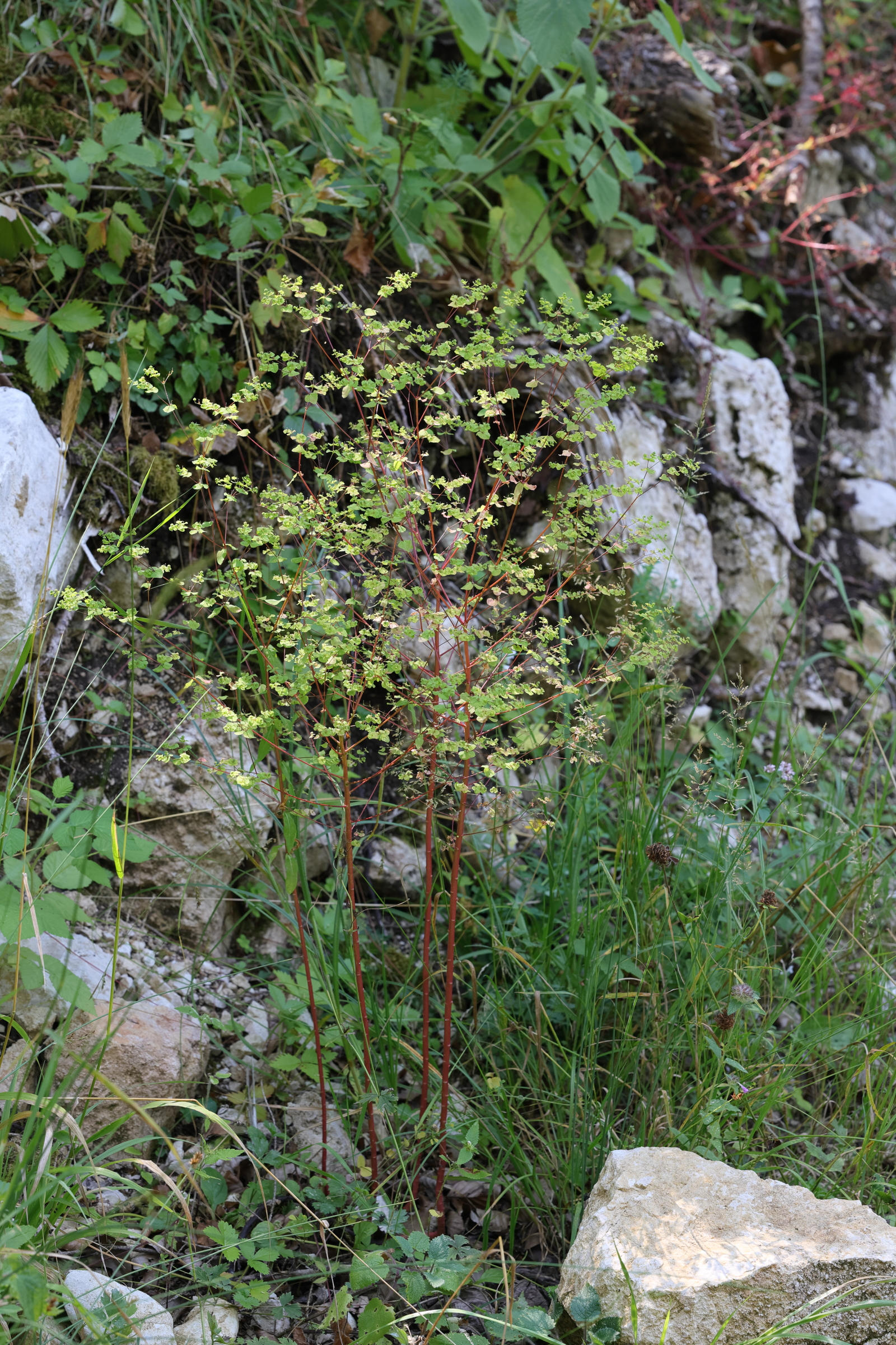 Afficher le média euphorbia_stricta1md euphorbia_stricta1md