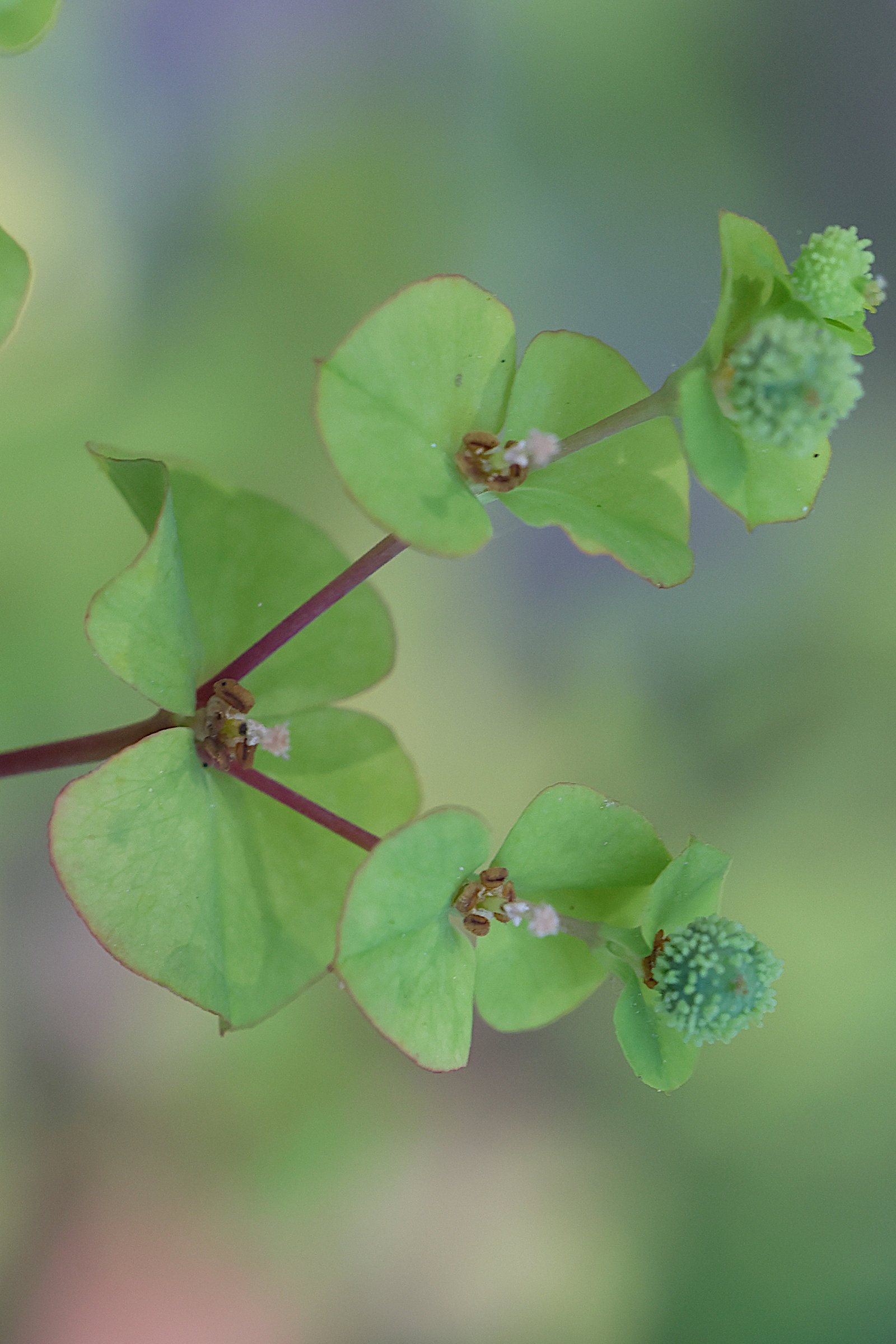 Afficher le média euphorbia_stricta2md euphorbia_stricta2md
