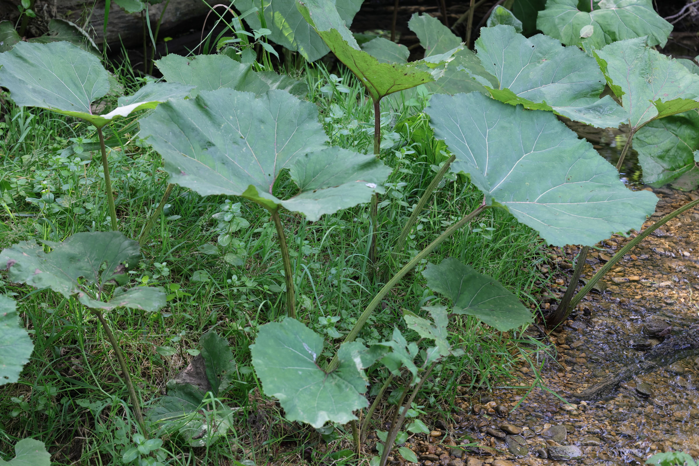 Afficher le média petasites_hybridus9md petasites_hybridus9md