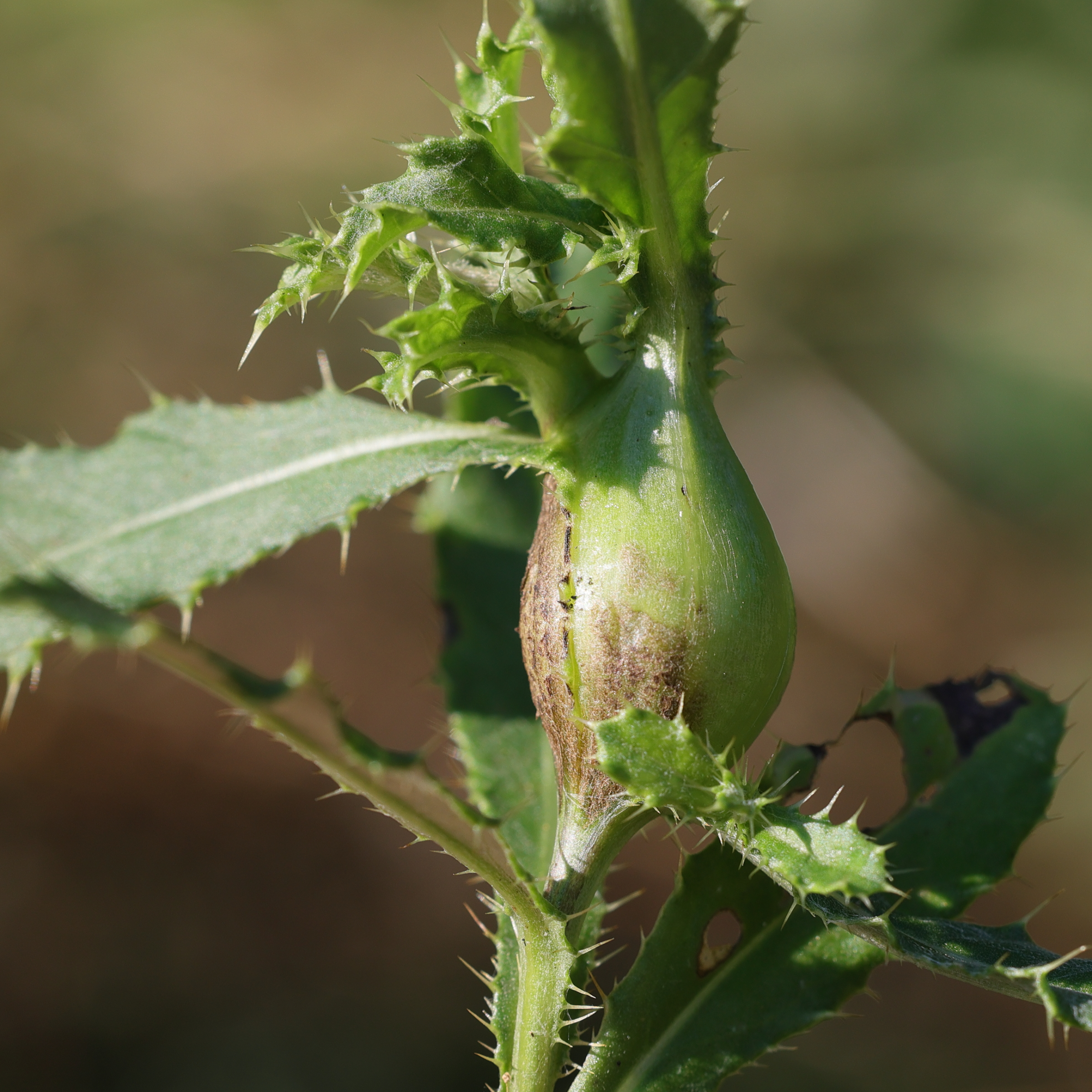 Afficher le média urophora_cardui_galle2md urophora_cardui_galle2md