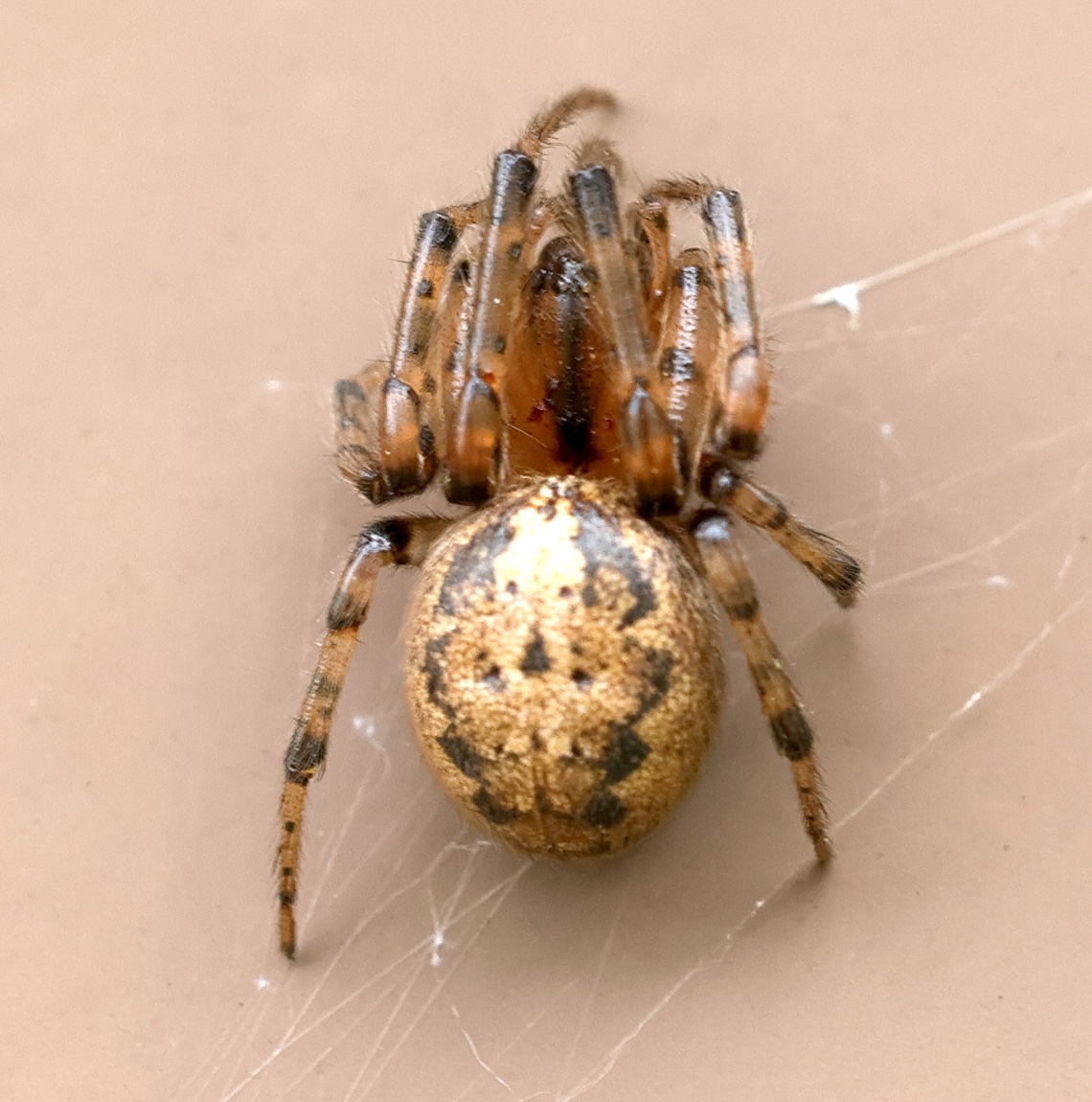 zygiella_x_notata4md