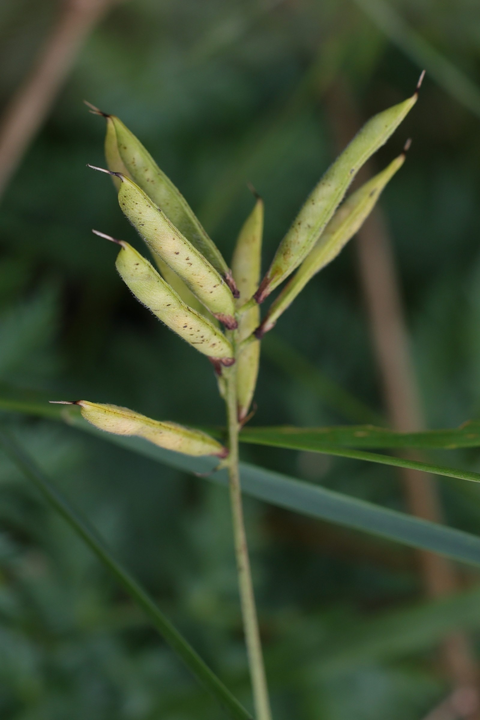 lathyrus_pratensis4md